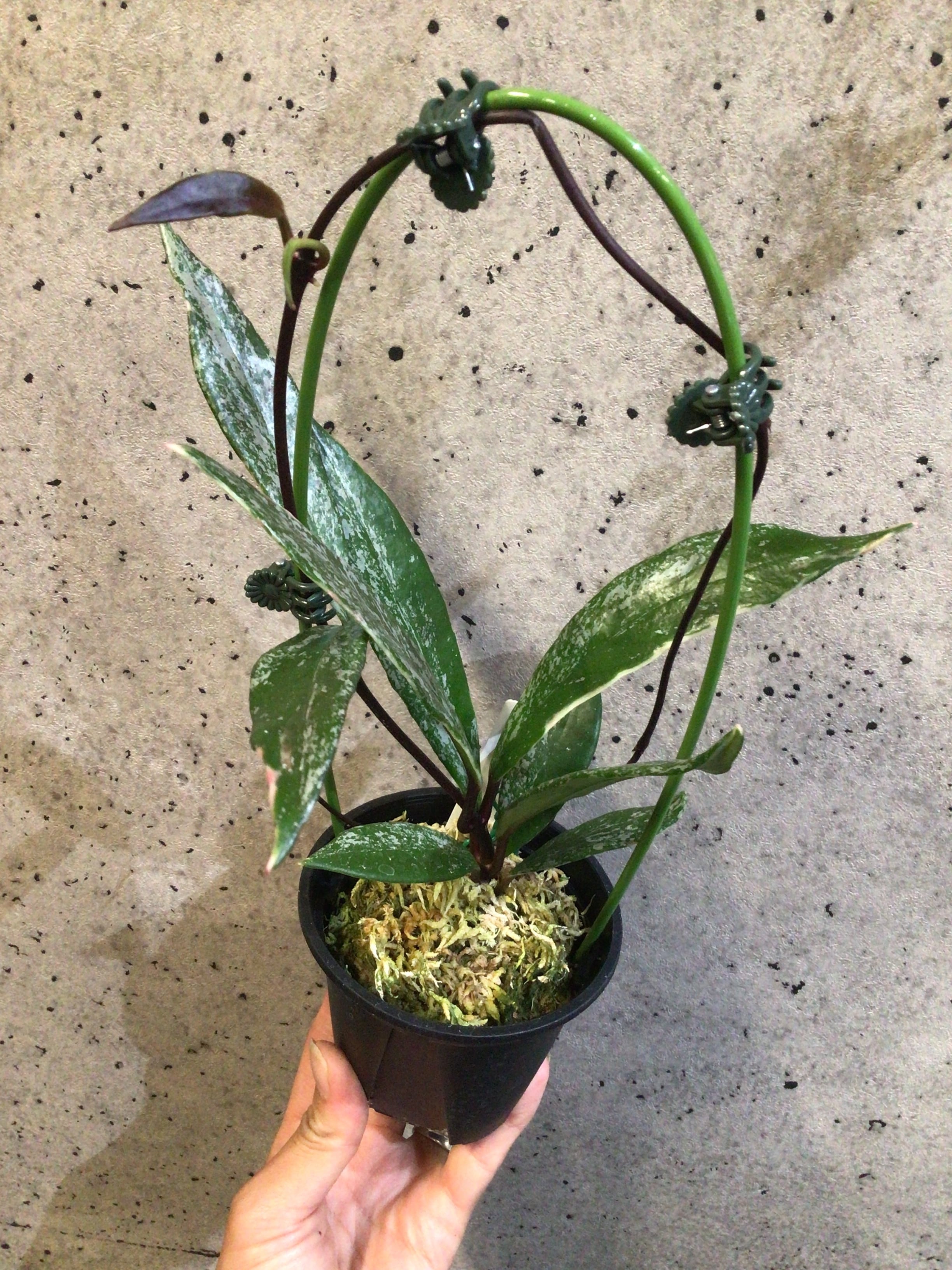 ホヤ プビカリクス アルボ マルギナータ | MIDORIYA 観葉植物専門店