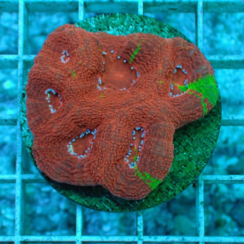 オオトゲキクメイシ / Banki | HOUSE REEF(ハウスリーフ)サンゴ