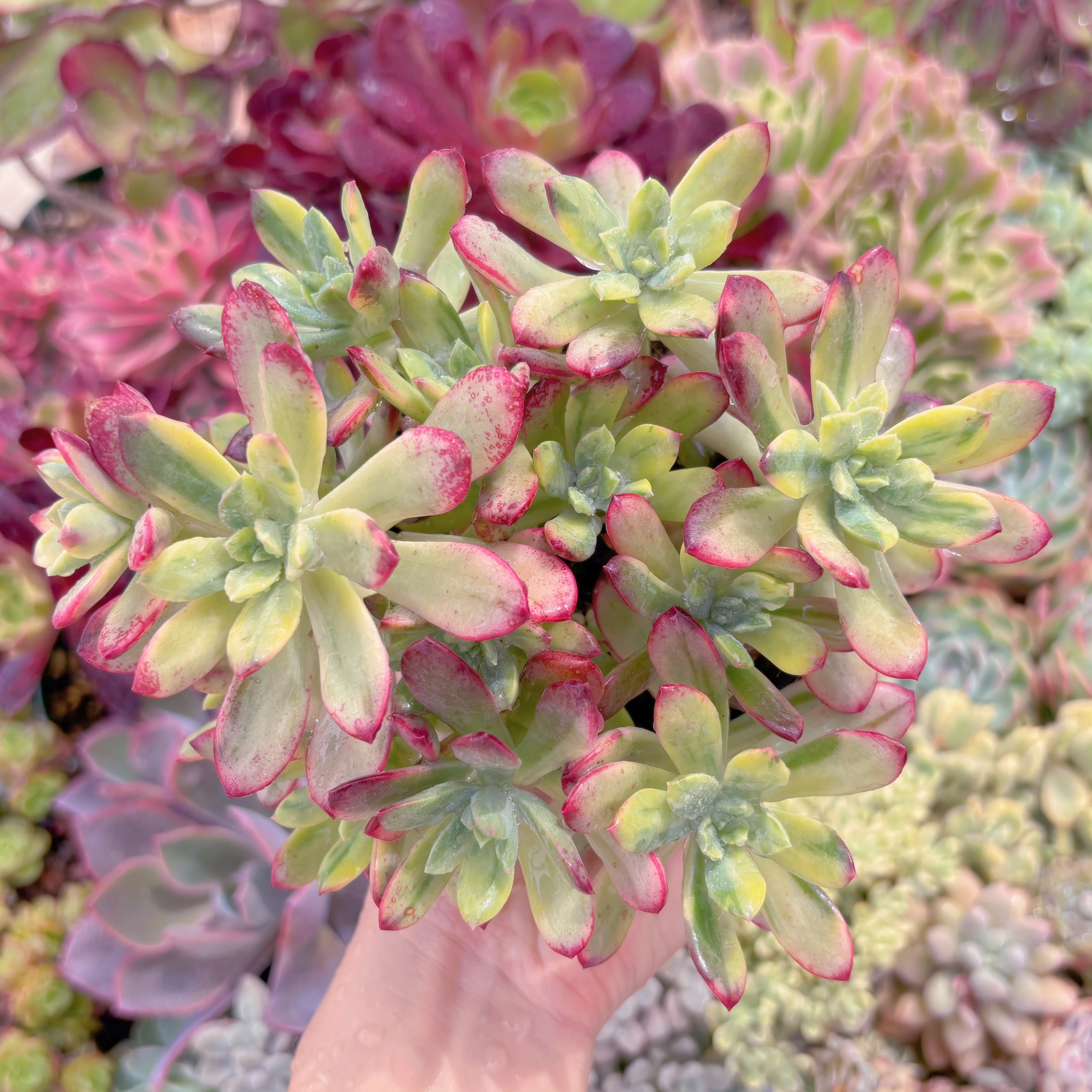 現品　ミニベル錦#F070   群生　るる農園