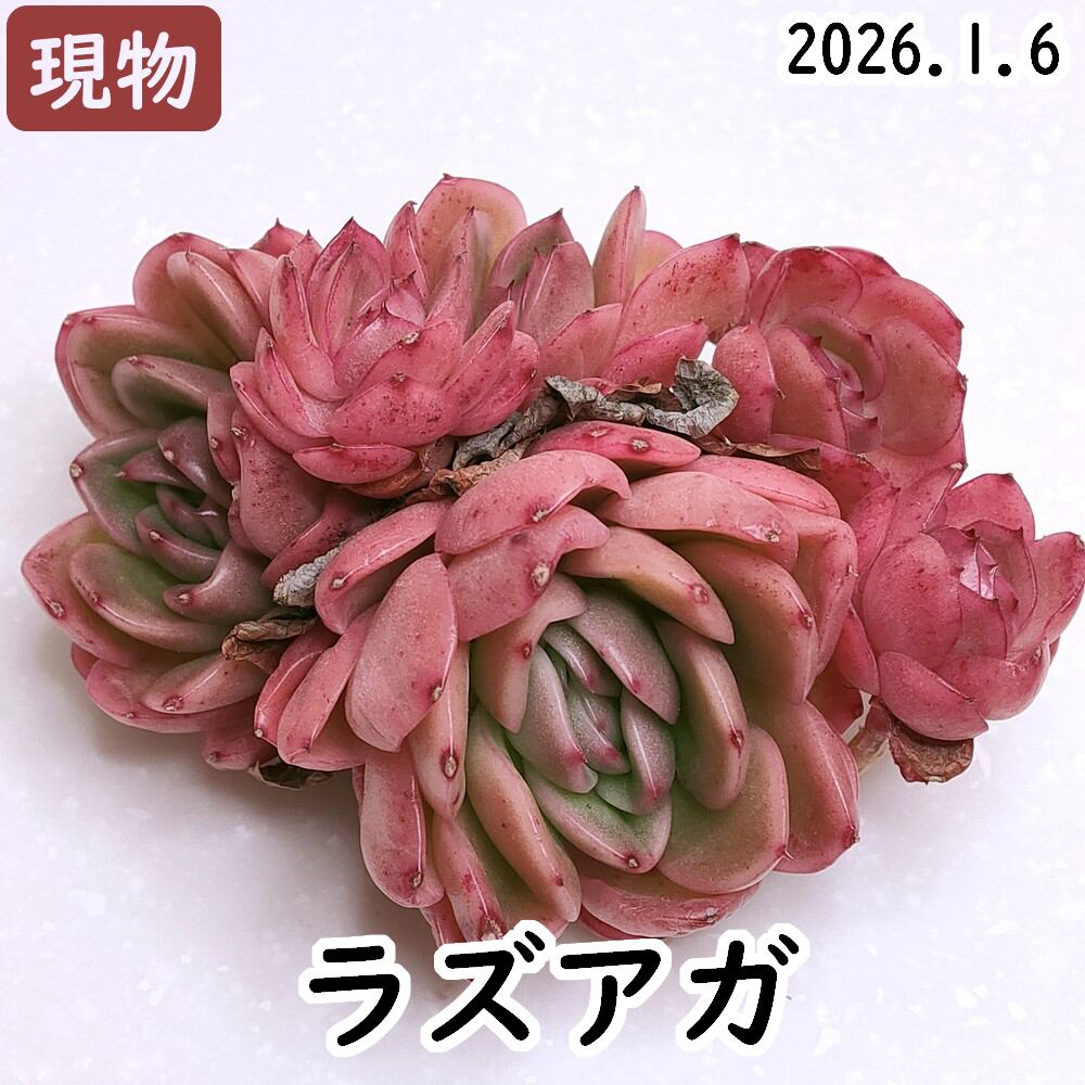 ドイツシャンペン 多肉植物 エケベリア 284 | Pay ID