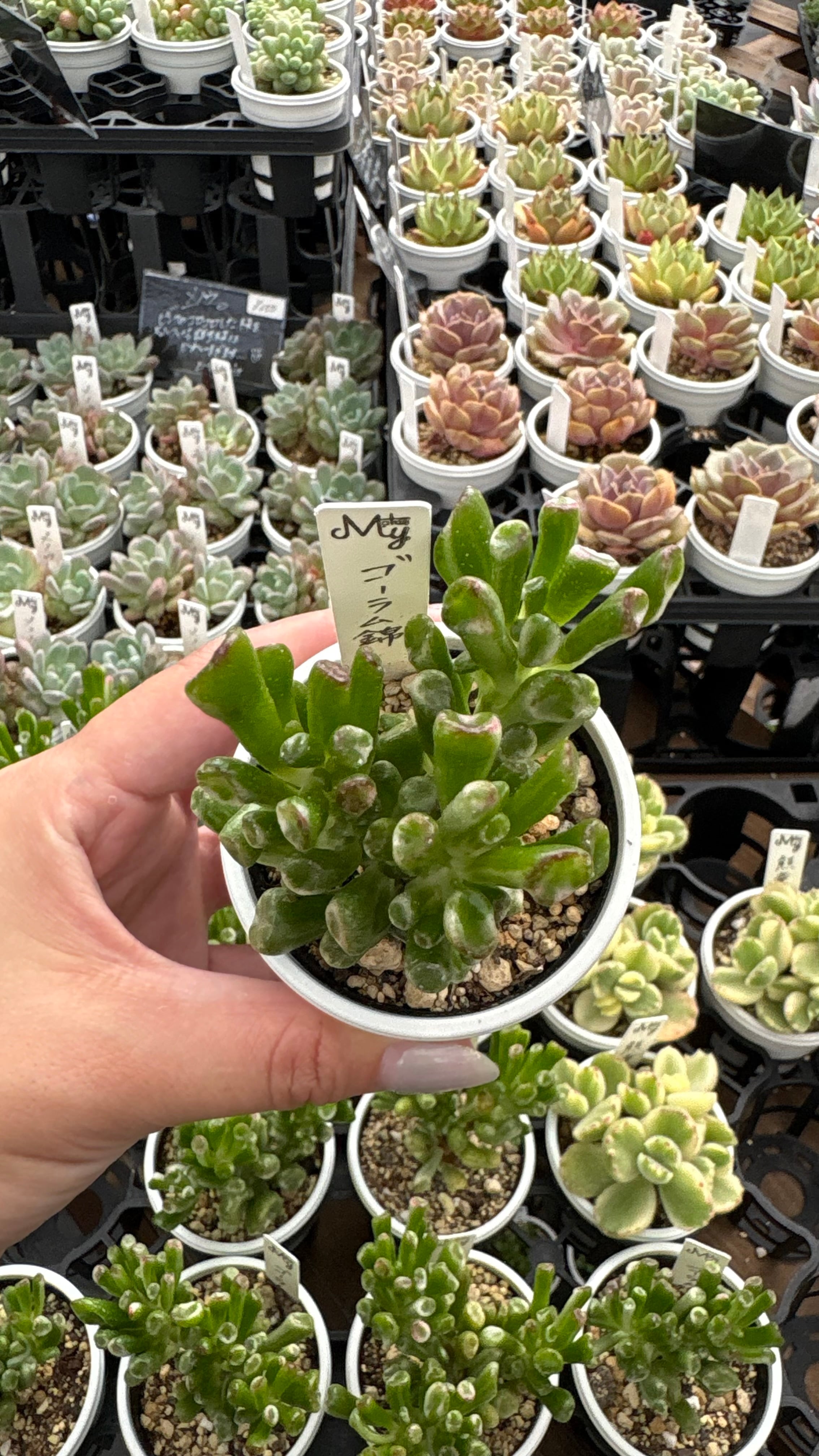 ゴーラム錦 多肉植物 クラッスラ 安心の生産ポットそのまま販売（8個