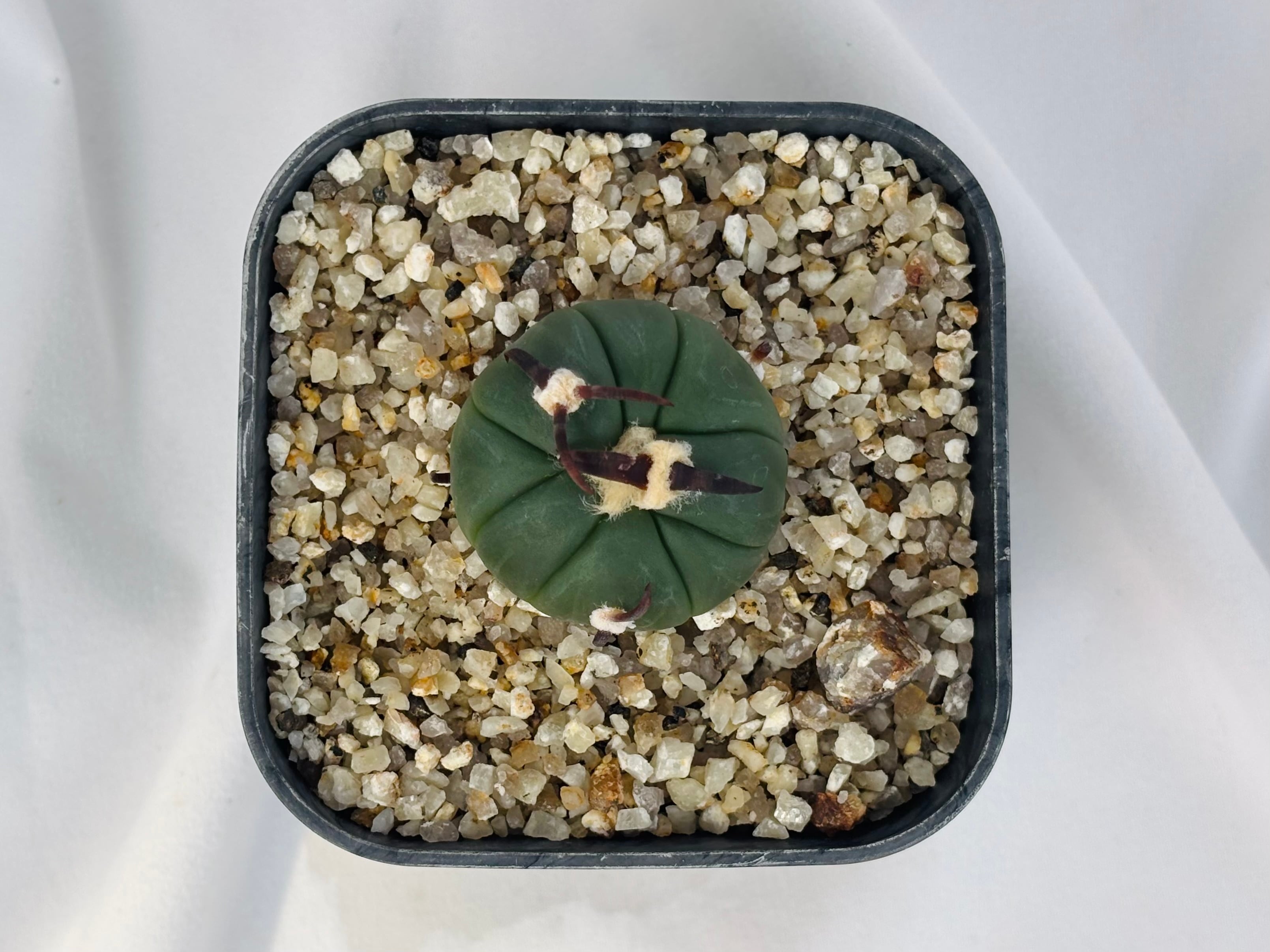 Echinocactus horizonthalonius エキノカクタス 黒刺 花王丸 サボテン