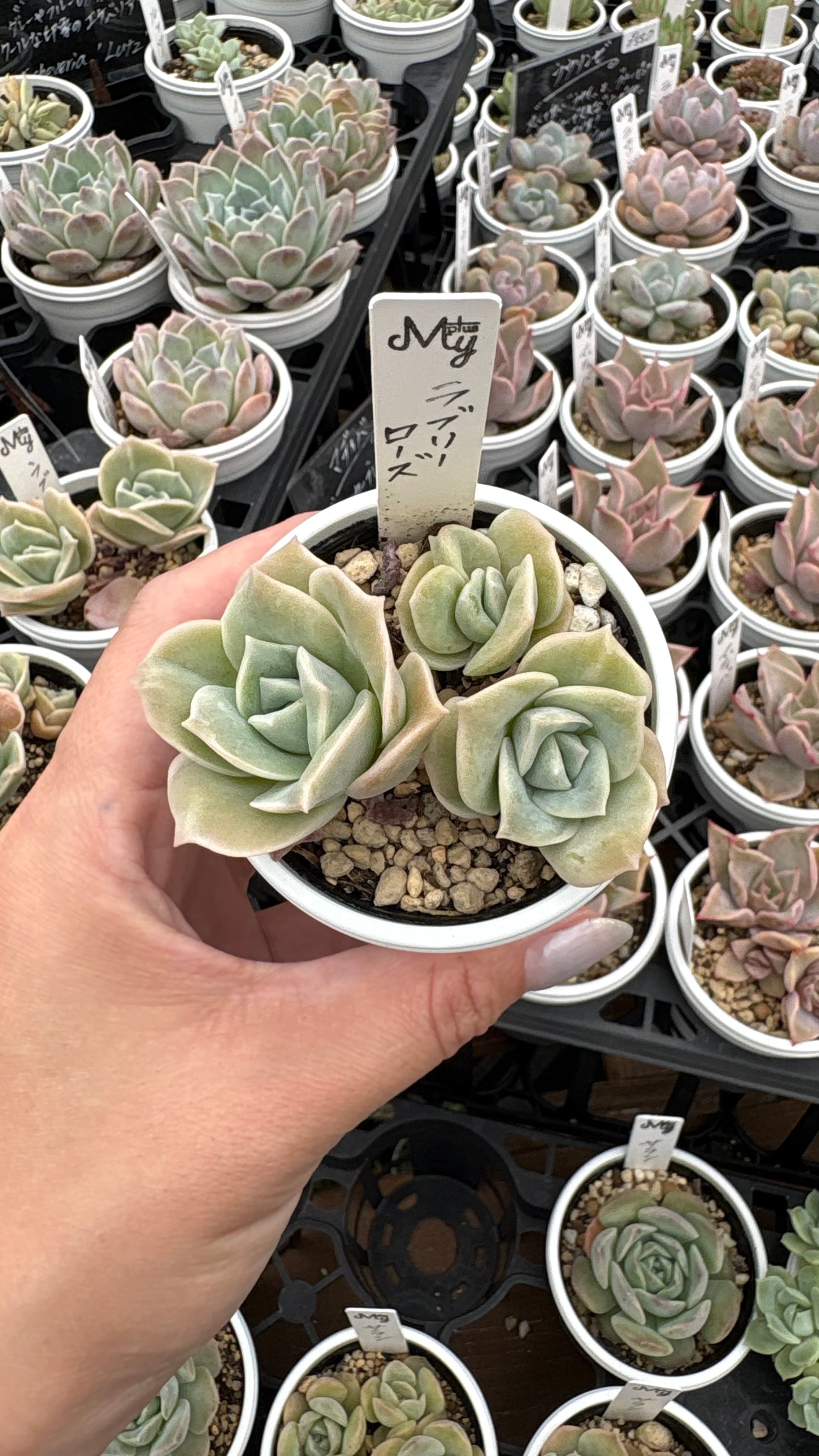 多肉植物専門店MYplus