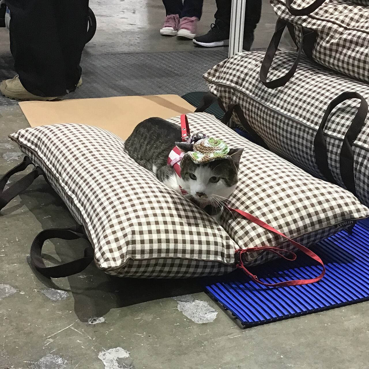 ペット用 介護クッション「RAKU²」らくらく／Mサイズ／小型犬・猫向き