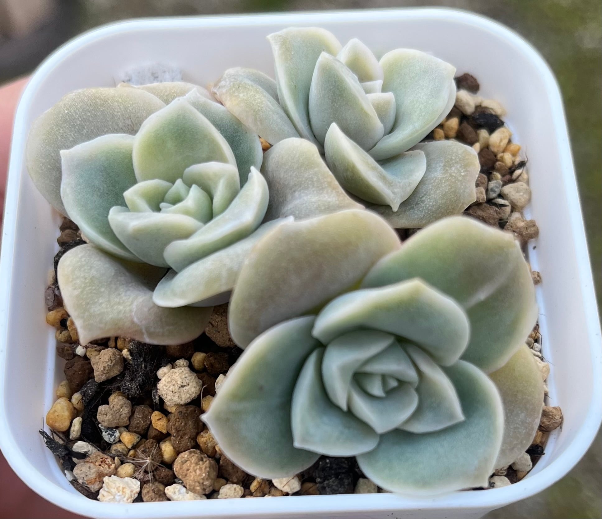 センペルビウム パシフィックナイト 多肉植物 センペルビウム パシ