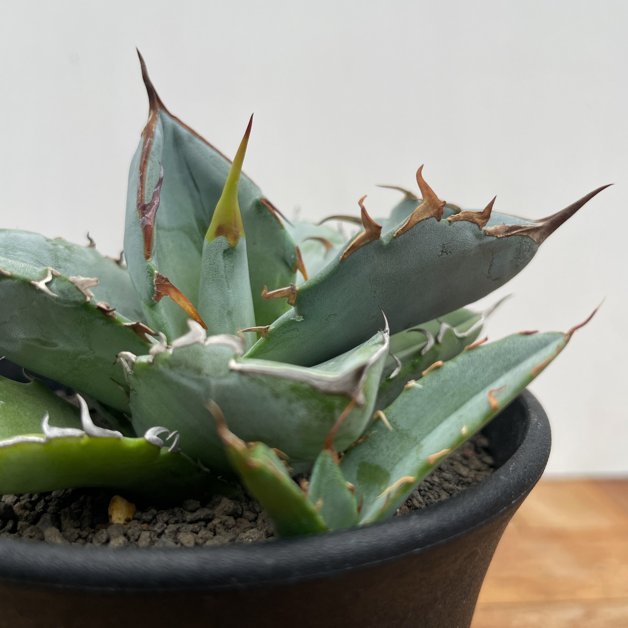 Agave oteroi【アガベ・オテロイ・実生】