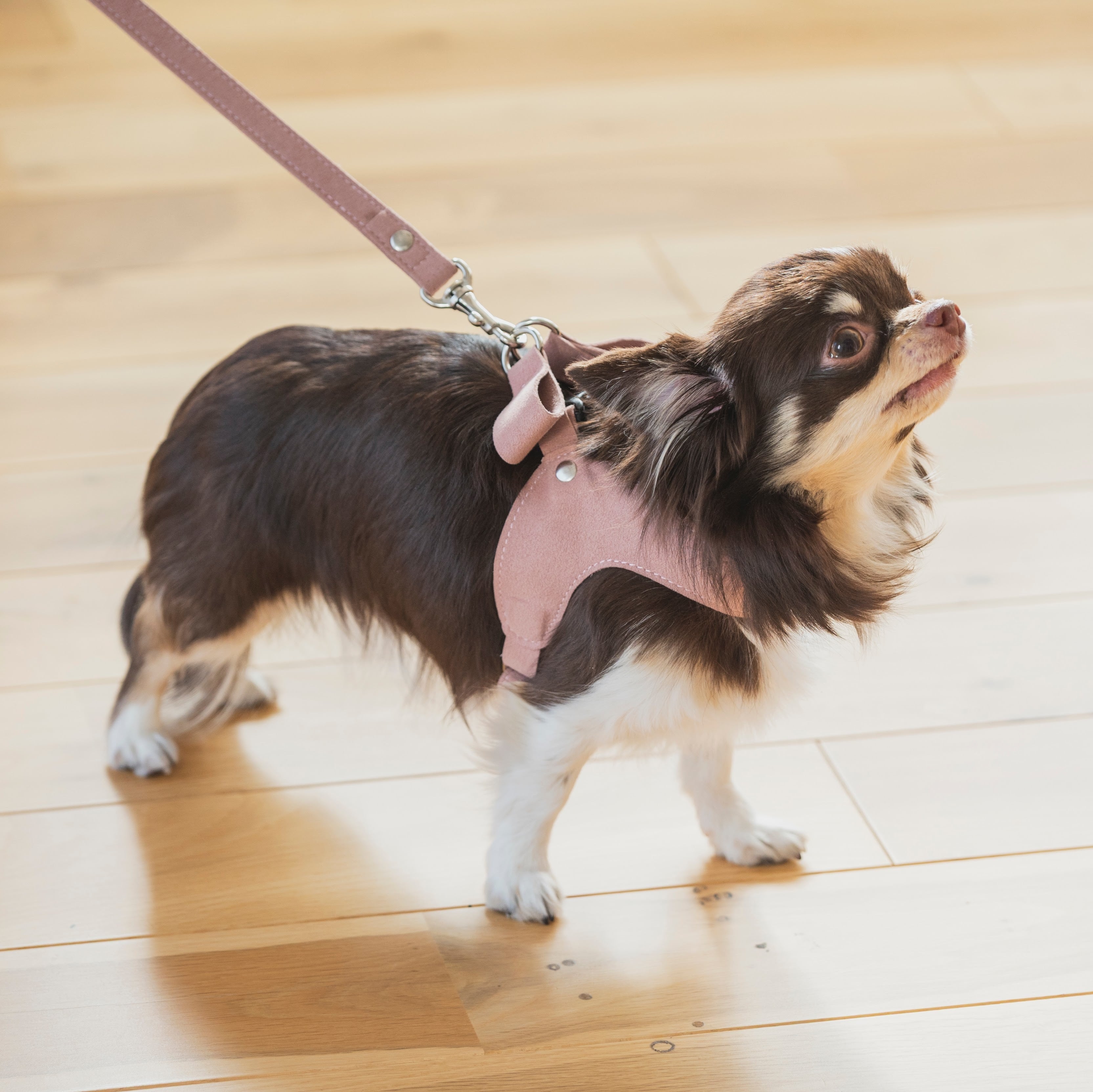 Ribbon harness | Milla Noue ミラヌー