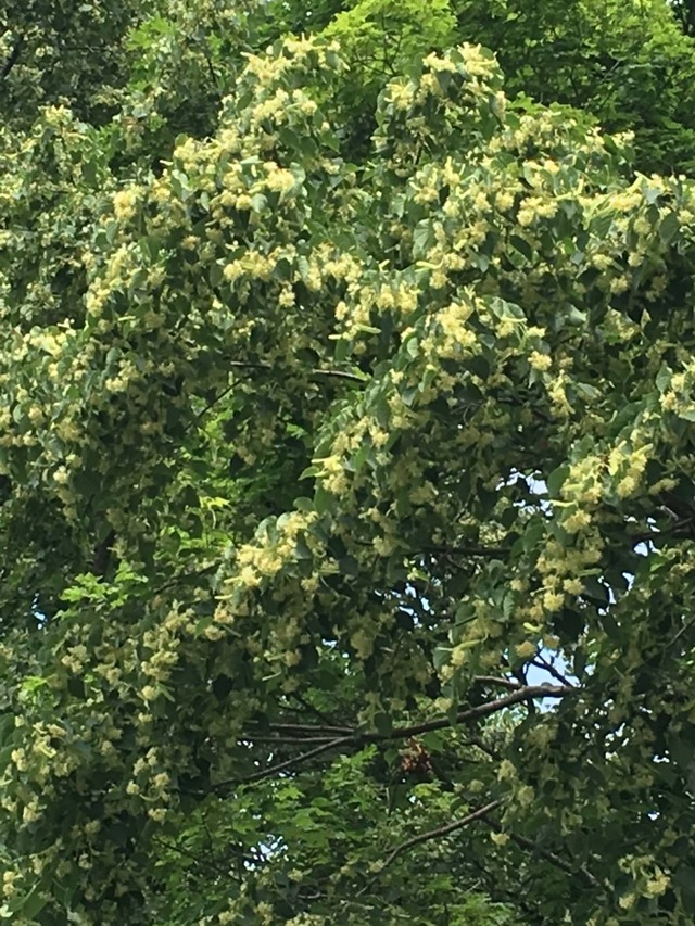国産純粋はちみつ　北の大地の百花蜜（600g）
