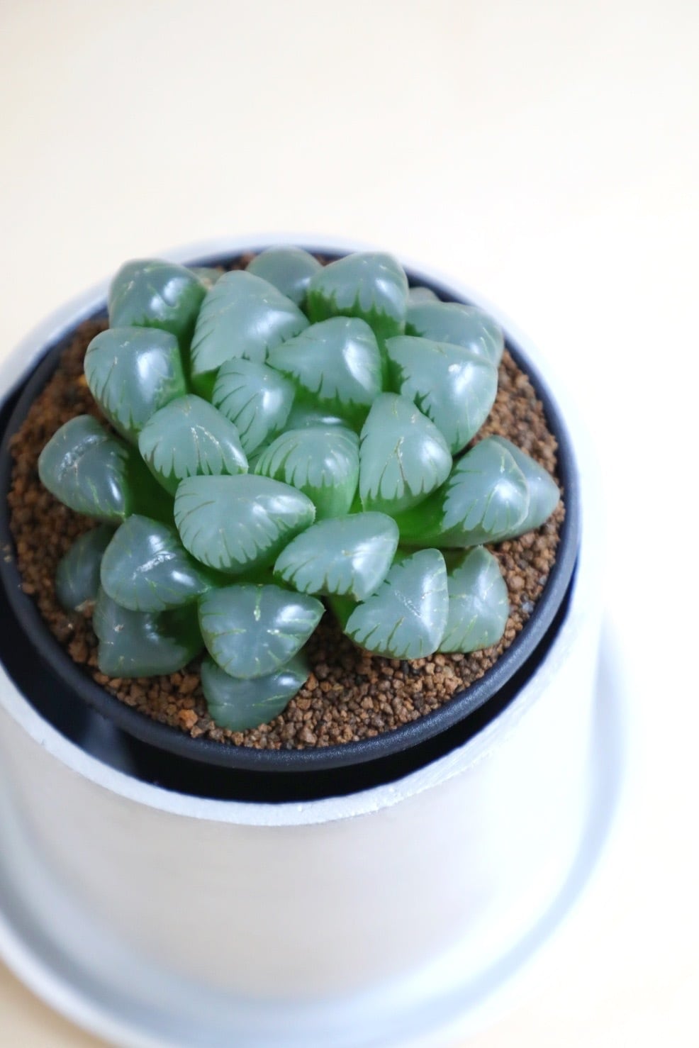 S】ハオルチア 実生 李紫/Haworthia | 【厳選植物・器】MIDORI DOUMEI
