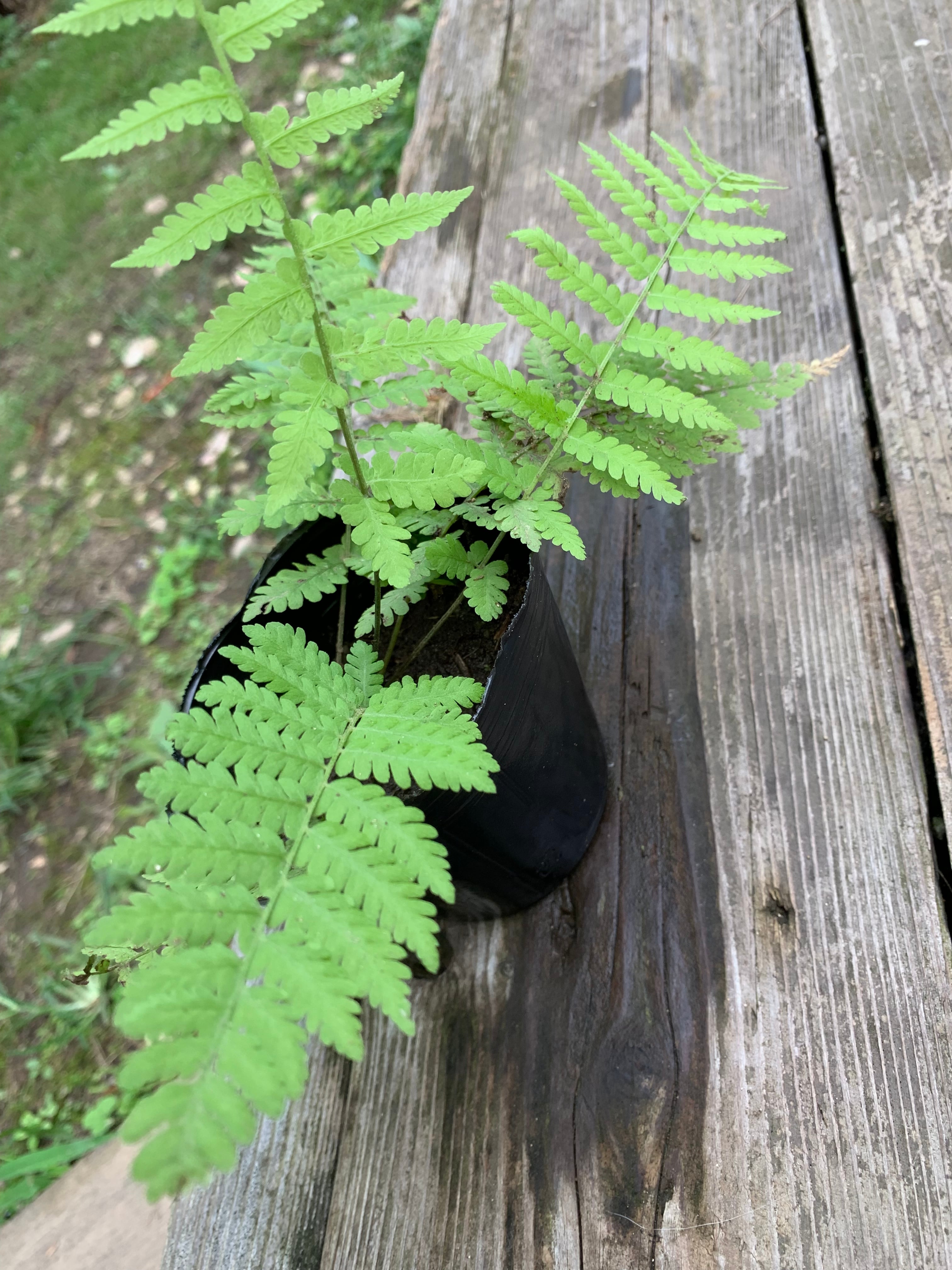 シダ 山野草 ポッド入り | BurnsGREEN