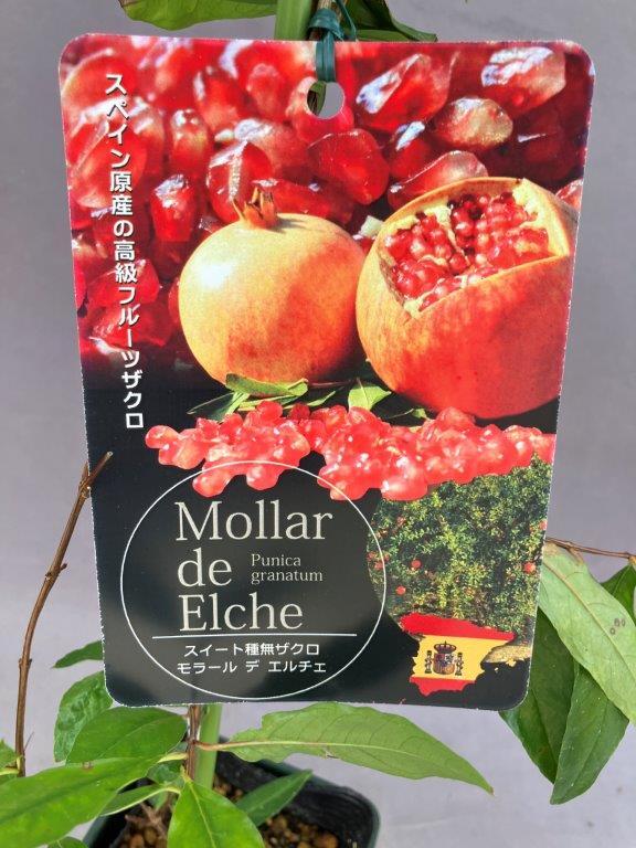 希少熱帯果樹　ルクマ　接ぎ木苗 Yahoo!オークション -「熱帯果樹 苗」の落札相場・落札価格