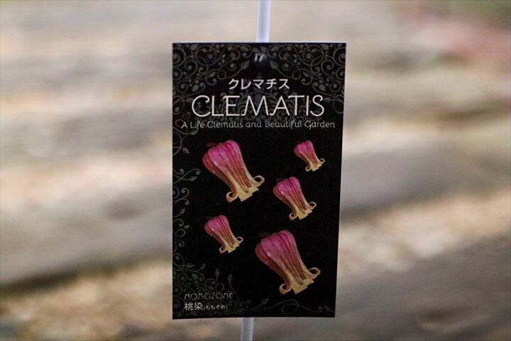 ｸﾚﾏﾁｽ】桃染 | オニ通
