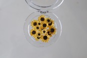 【nail専用】sunflower compact
