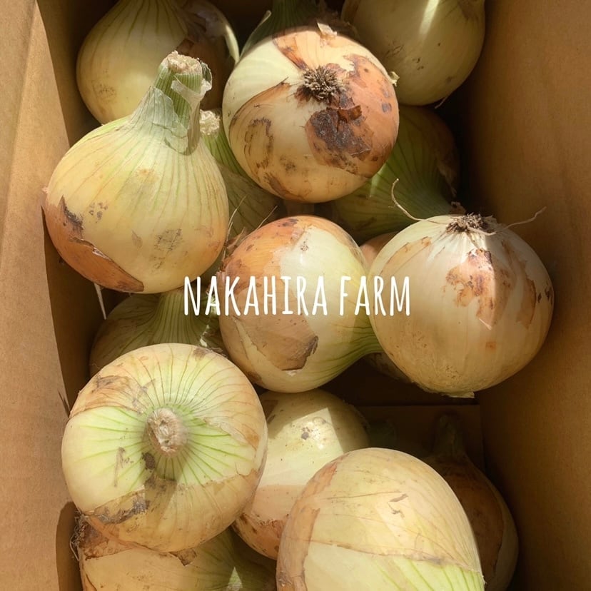 【予約販売スタート☺︎】nakahira farm　淡路島　減農薬　新玉ねぎ　20kg