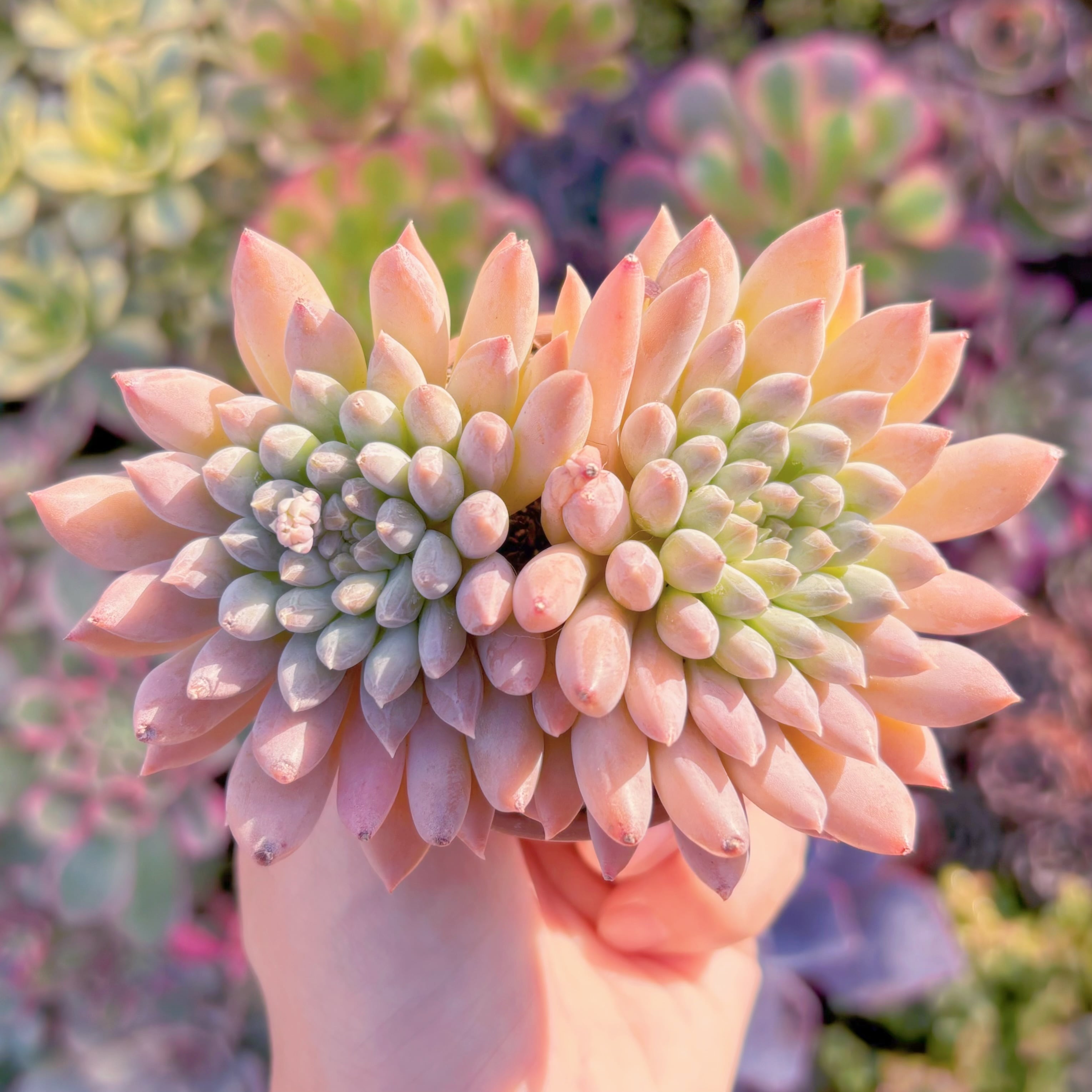 多肉植物　新品種　宵桃(よいもも)　群生　在庫僅少　るる農園