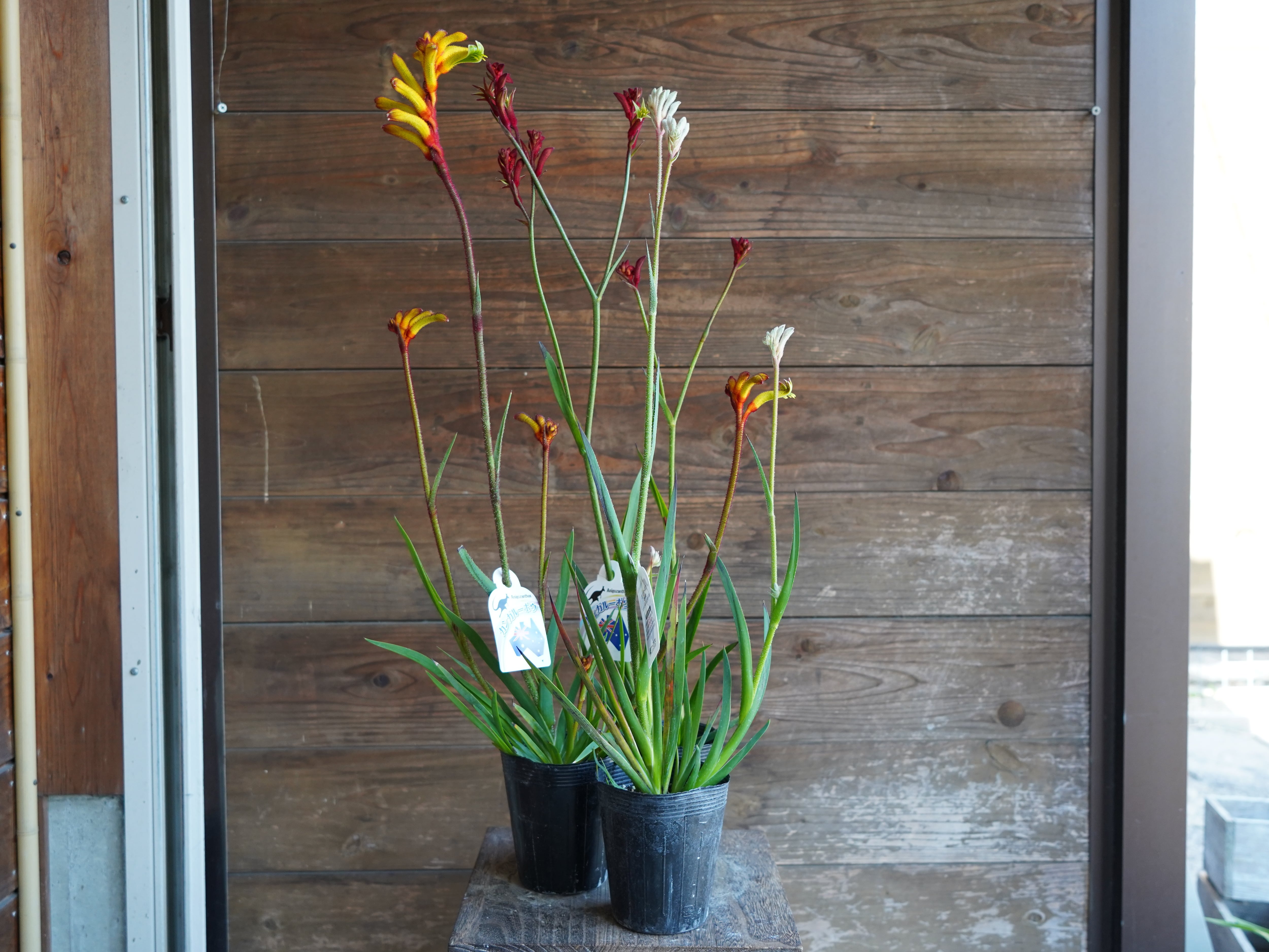 【現物】カンガルーポー　Ｂセット（３色セット）