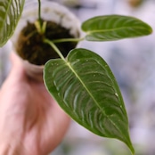 アンスリウム・ベイチー / Anthurium Veitchii / 観葉植物⑨