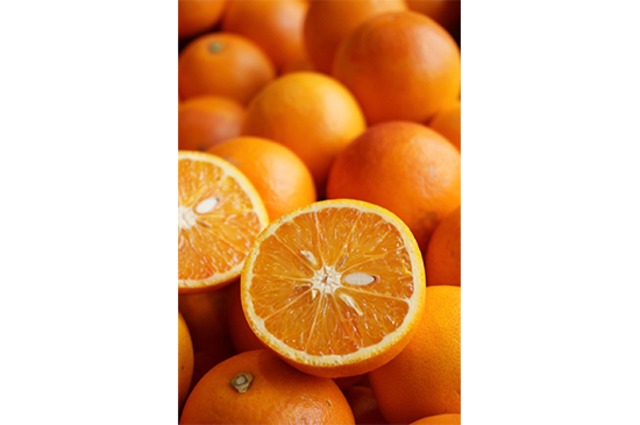 【明るい味わい】月読みブラッドオレンジ(タロッコ種)・1kg