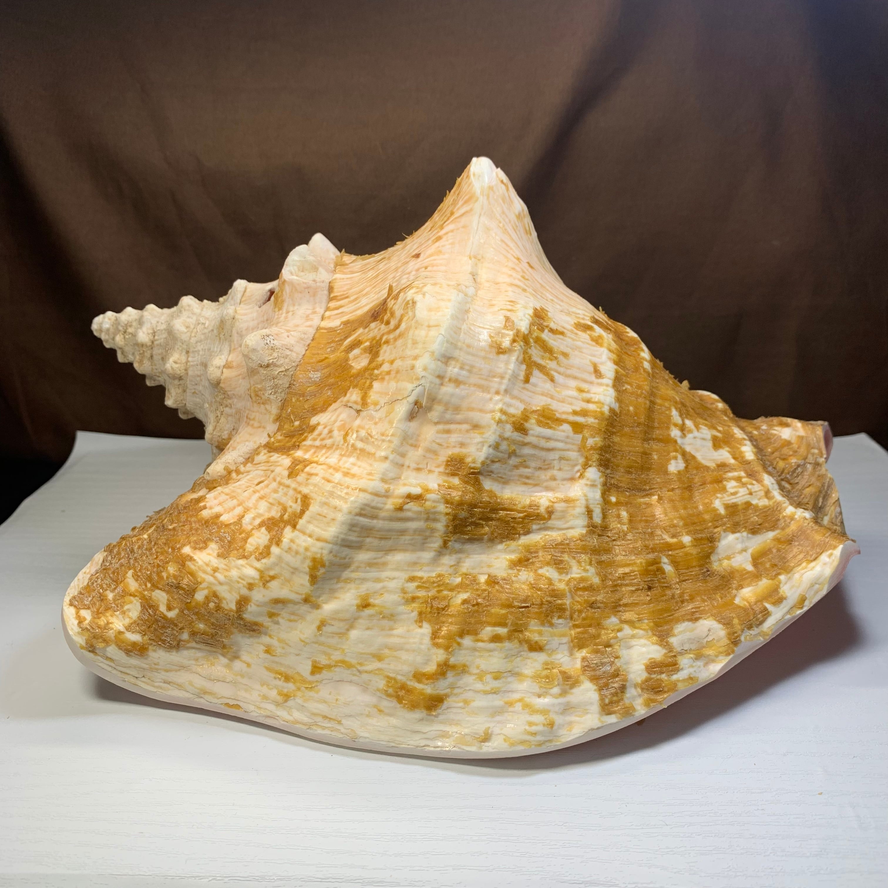 3.クイーンコンクシェル貝母・貝殻 | Naturaltreasure