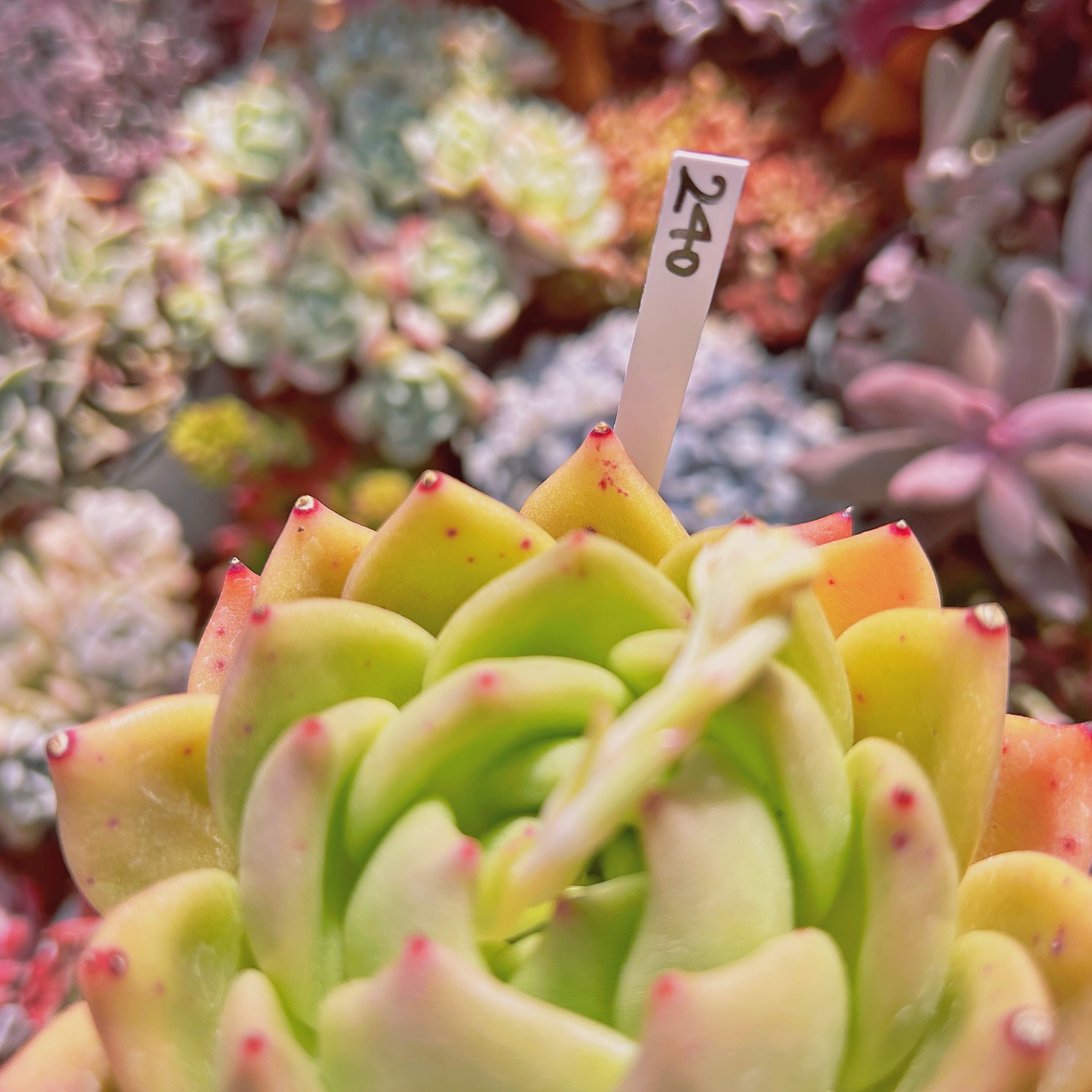 多肉植物。シャネル法師錦抜き苗 【公式通販】