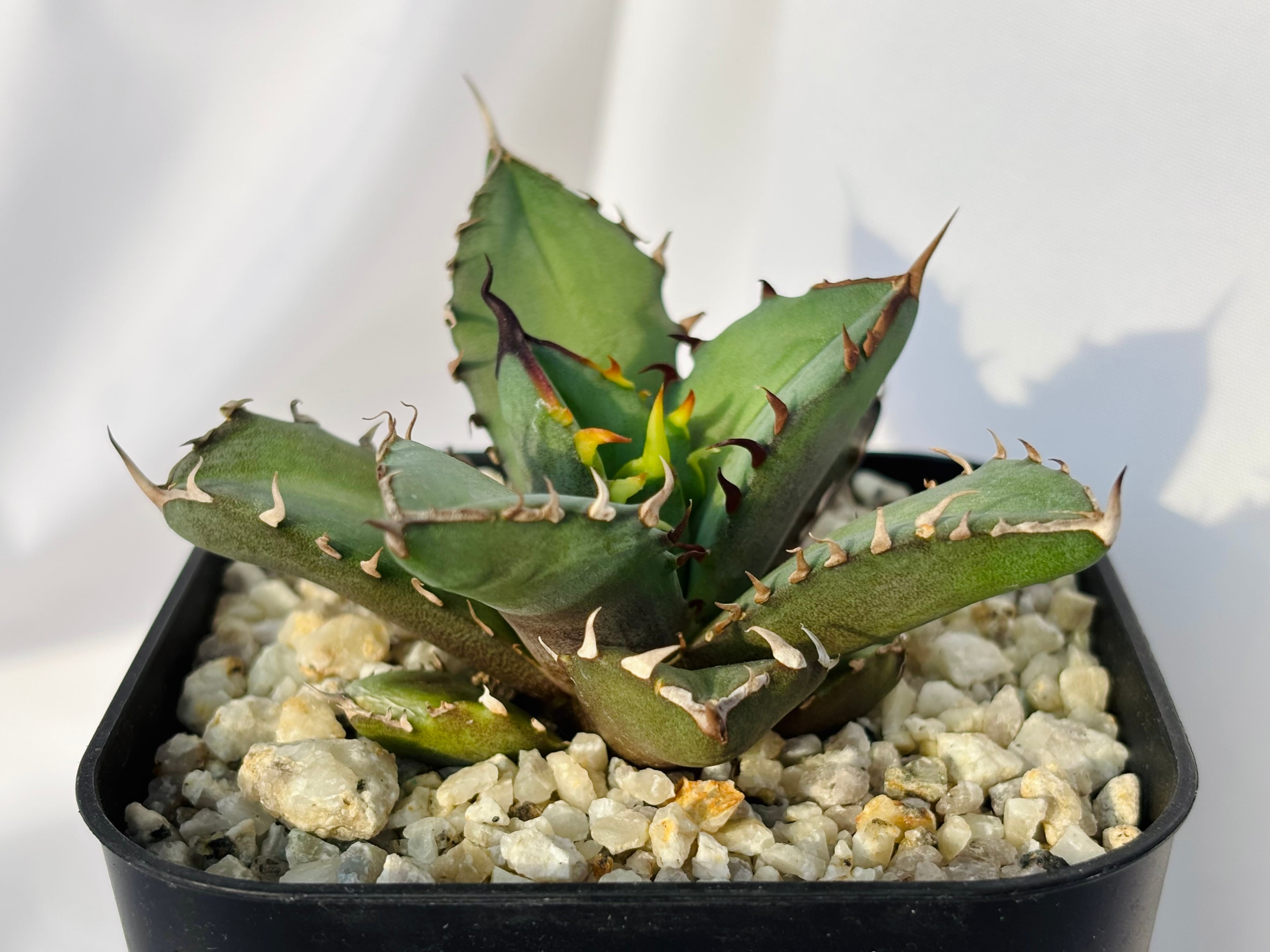 Agave titanota アガベ チタノタ オテロイ 多肉植物