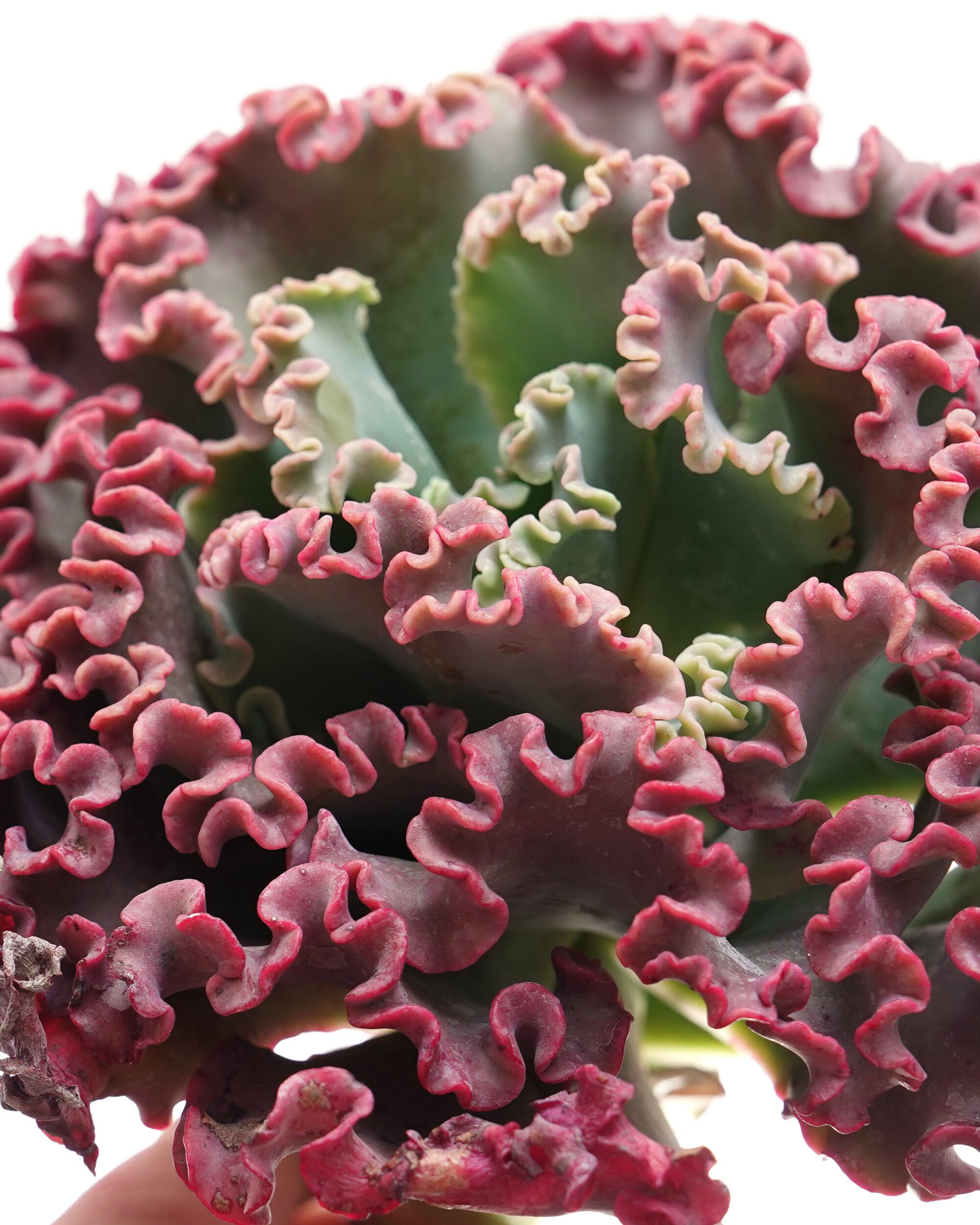 カット苗 メリディアン XL 18cm大株 Echeveria 'Meridian' | PUKUBOOK