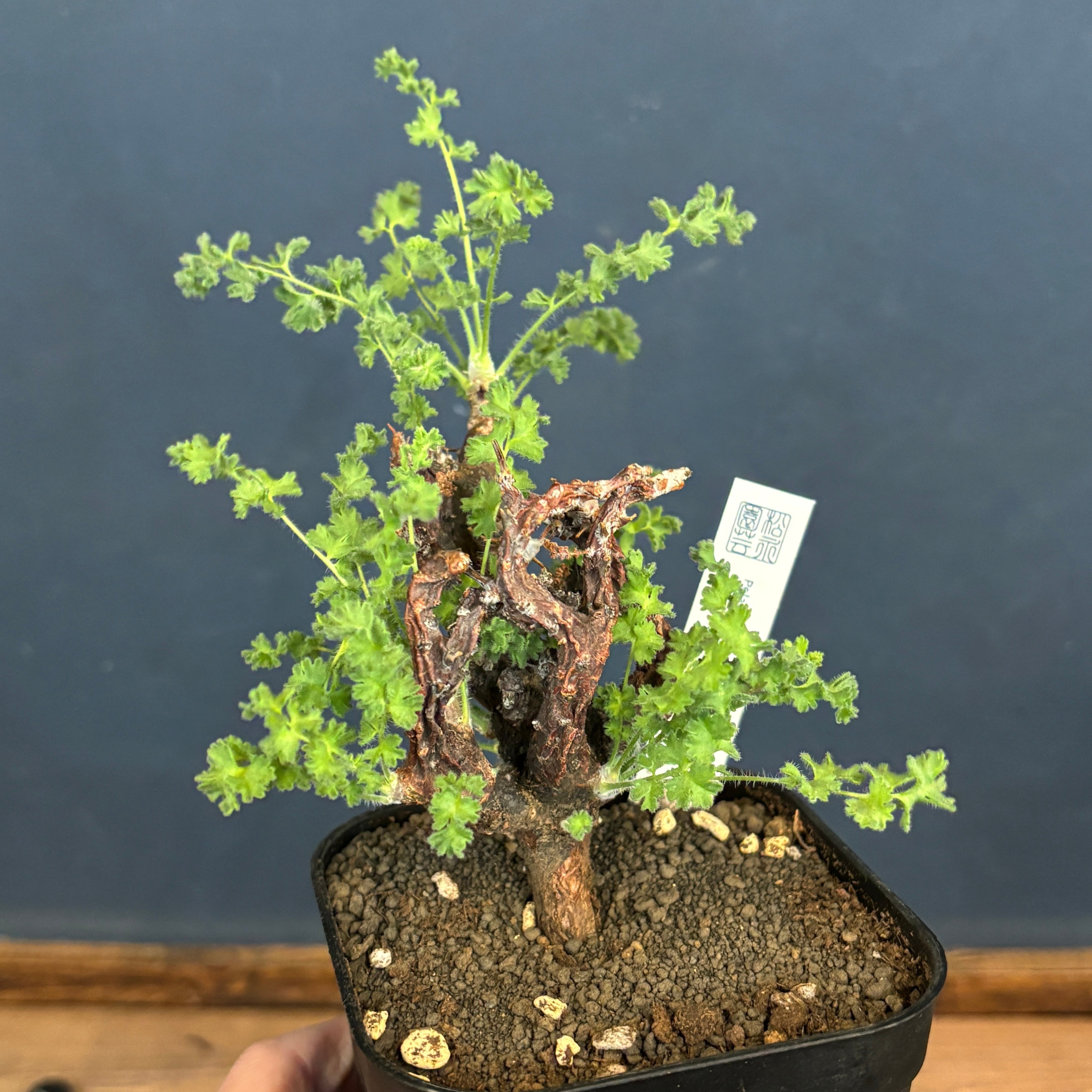 ぺラルゴニウム アルテルナンス【271】 | PROTOLEAF プロトリーフ