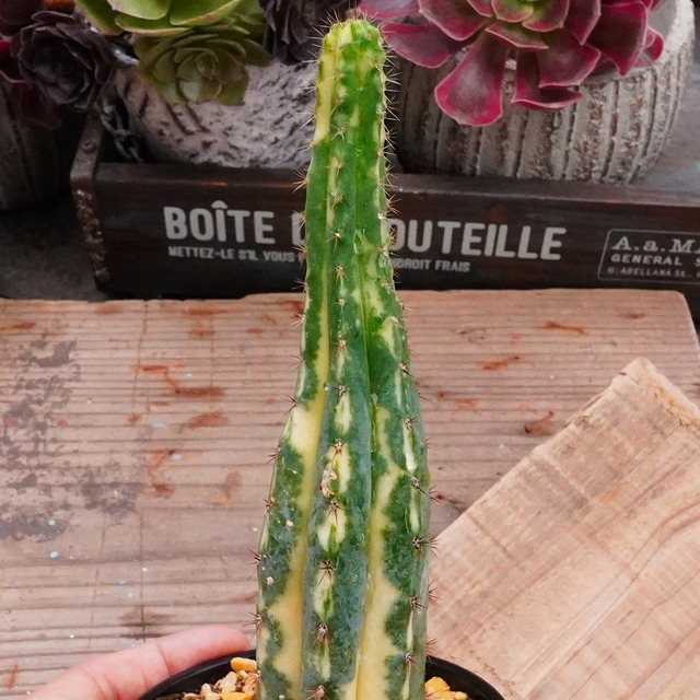 30%OFF！激レア斑入りサボテン！極美【Echinopsis pachanoi 斑入りパチャノイ 1】サボテン