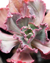 発根済カット苗 ディックライト Echeveria 'Dick Wright'