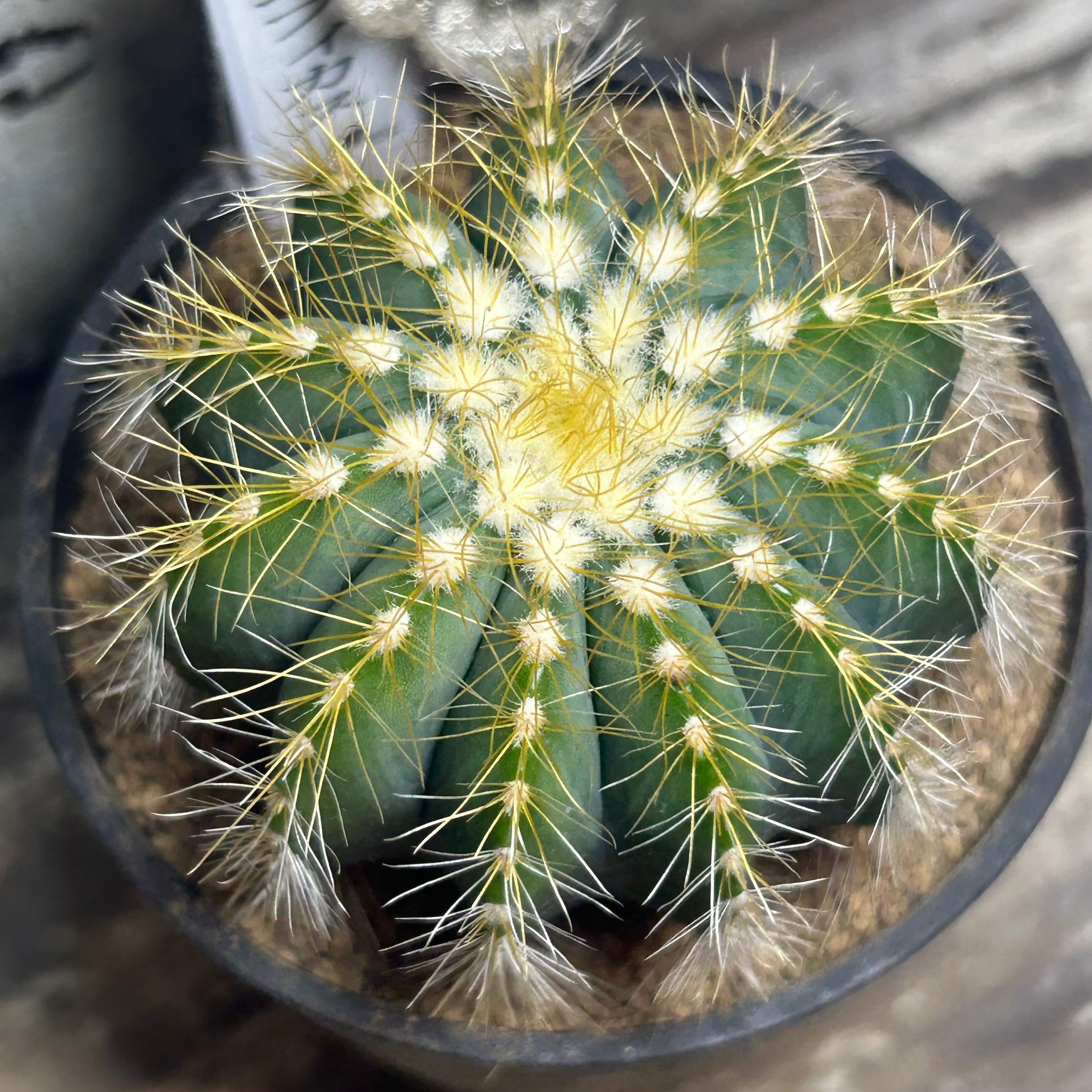 サボテン | RuPo 多肉植物専門店