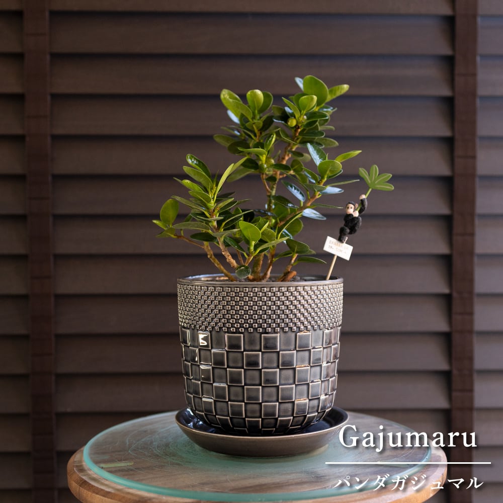 パンダガジュマル 4.5号 陶器鉢 ピック付 観葉植物 ガジュマルの木 多幸の木 ガジュマル 0321NV
