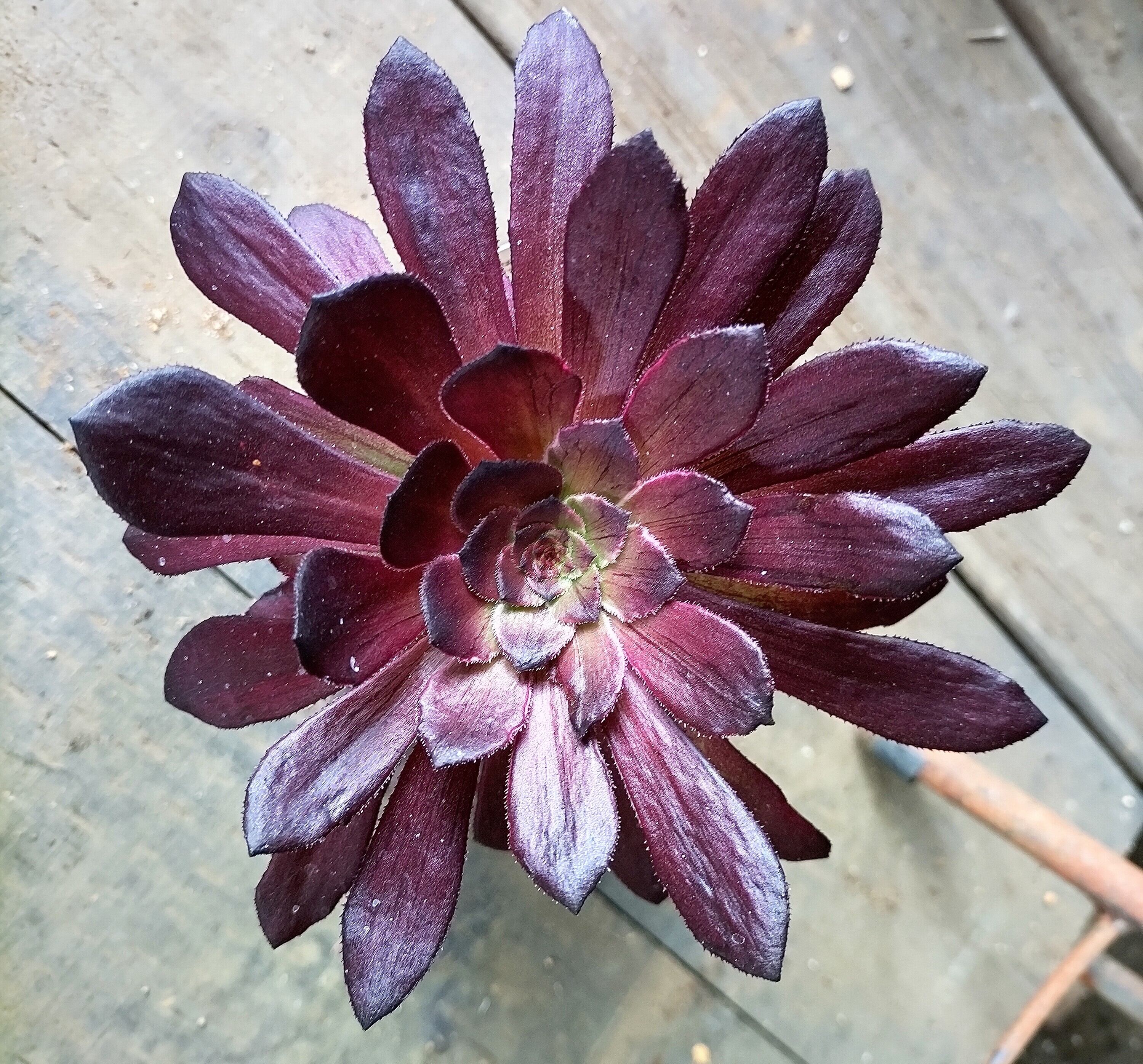 83#多肉植物❤️アエオニウム錦❤️水墨畫❤️仙墨❤️1大頭3小頭18cm 鉢土付き出荷 楽天市場】農園直売 多肉植物 寄せ植え アエオニウム属 仙墨（単）新