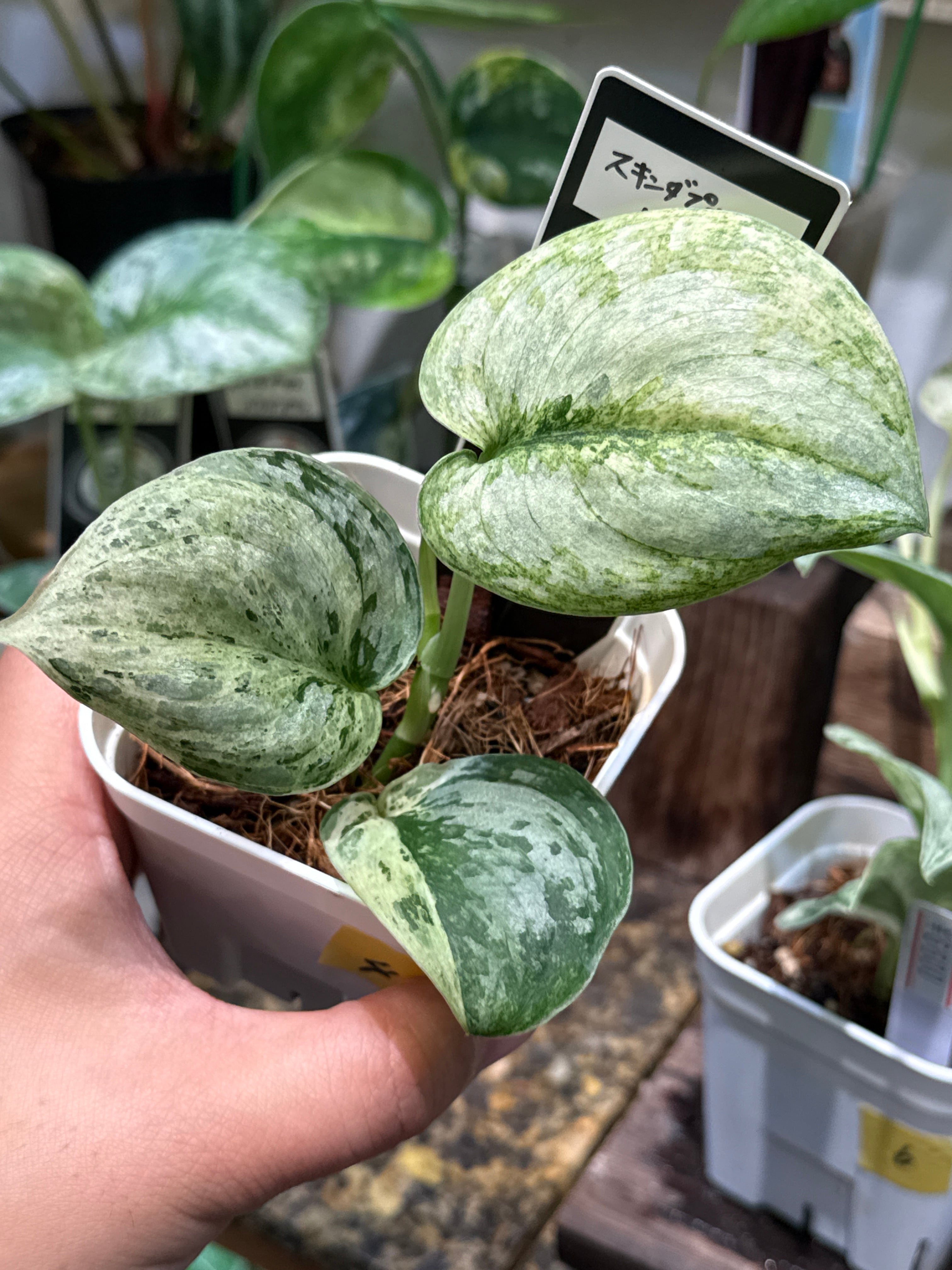 ビカクシダ ベイチー | Gardenえん 【観葉熱帯植物】