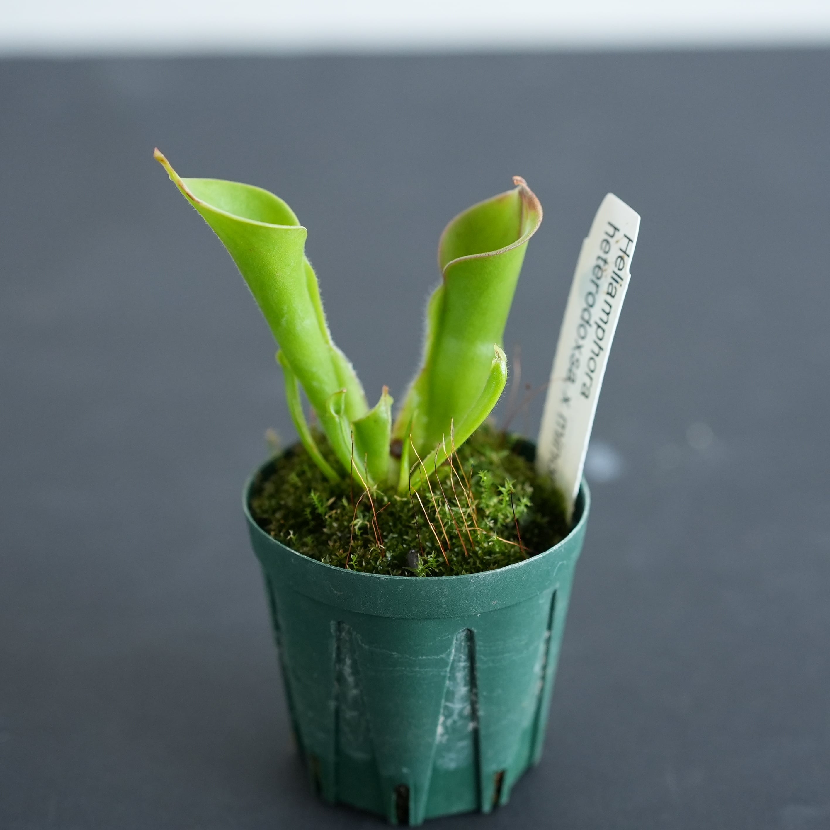 パ*コ様 食虫植物 ヘリアンフォラ マクドナルダエ パ*コ様 食虫植物 ヘリアンフォラ マクドナルダエ Yahoo!オークション