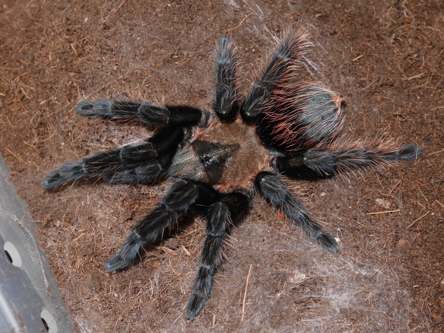 グーティサファイアオーナメンタル/Poecilotheria metallica 1匹