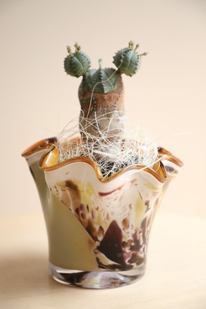 【S】オベサブロウ/Euphorbia obesa × sabrakia