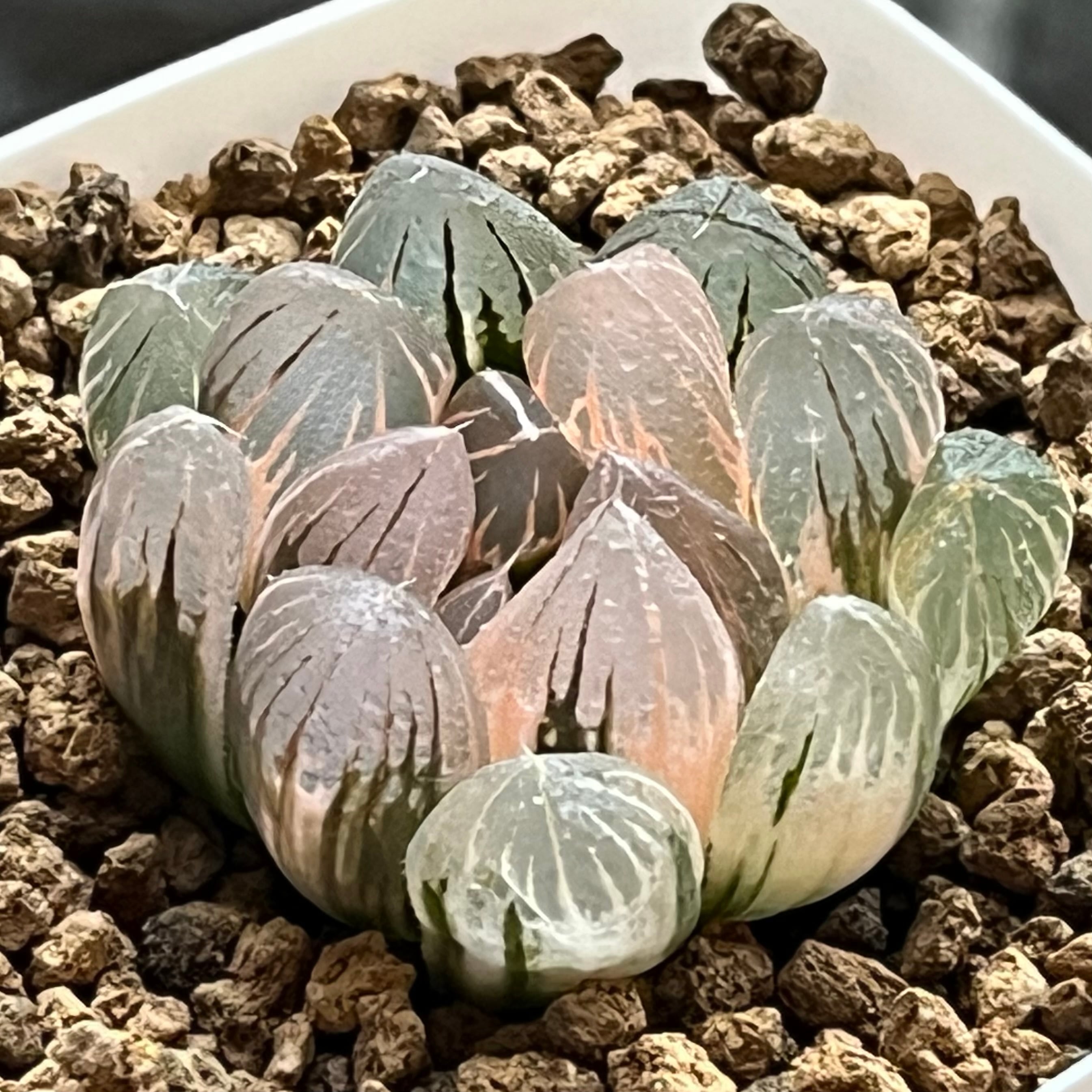 ハオルチア 黒玉露錦 ローズゴールド | mocono_plants