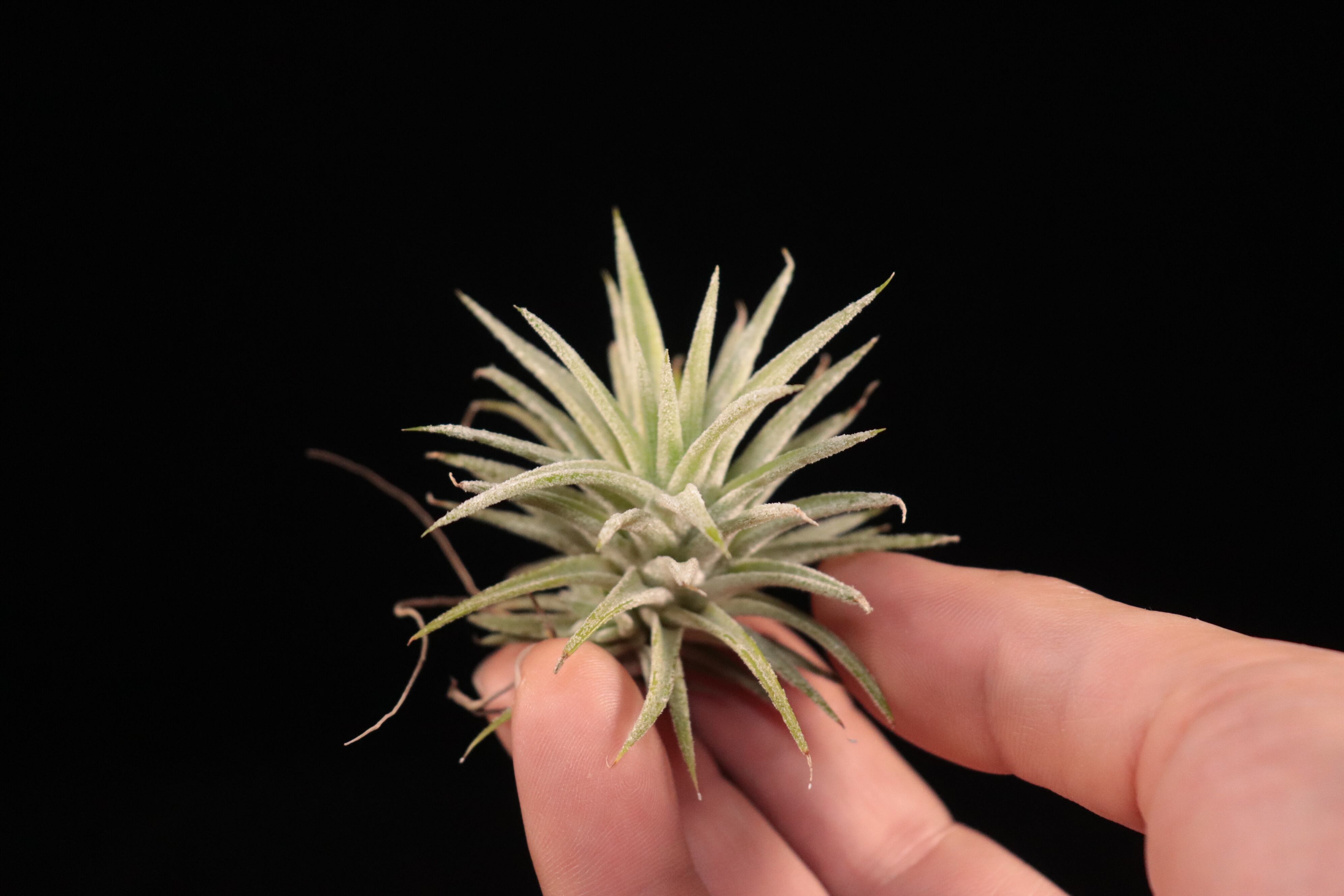 reserved】ionantha 'Monstrose' x ionantha var. vanhyningii 'Jumbo