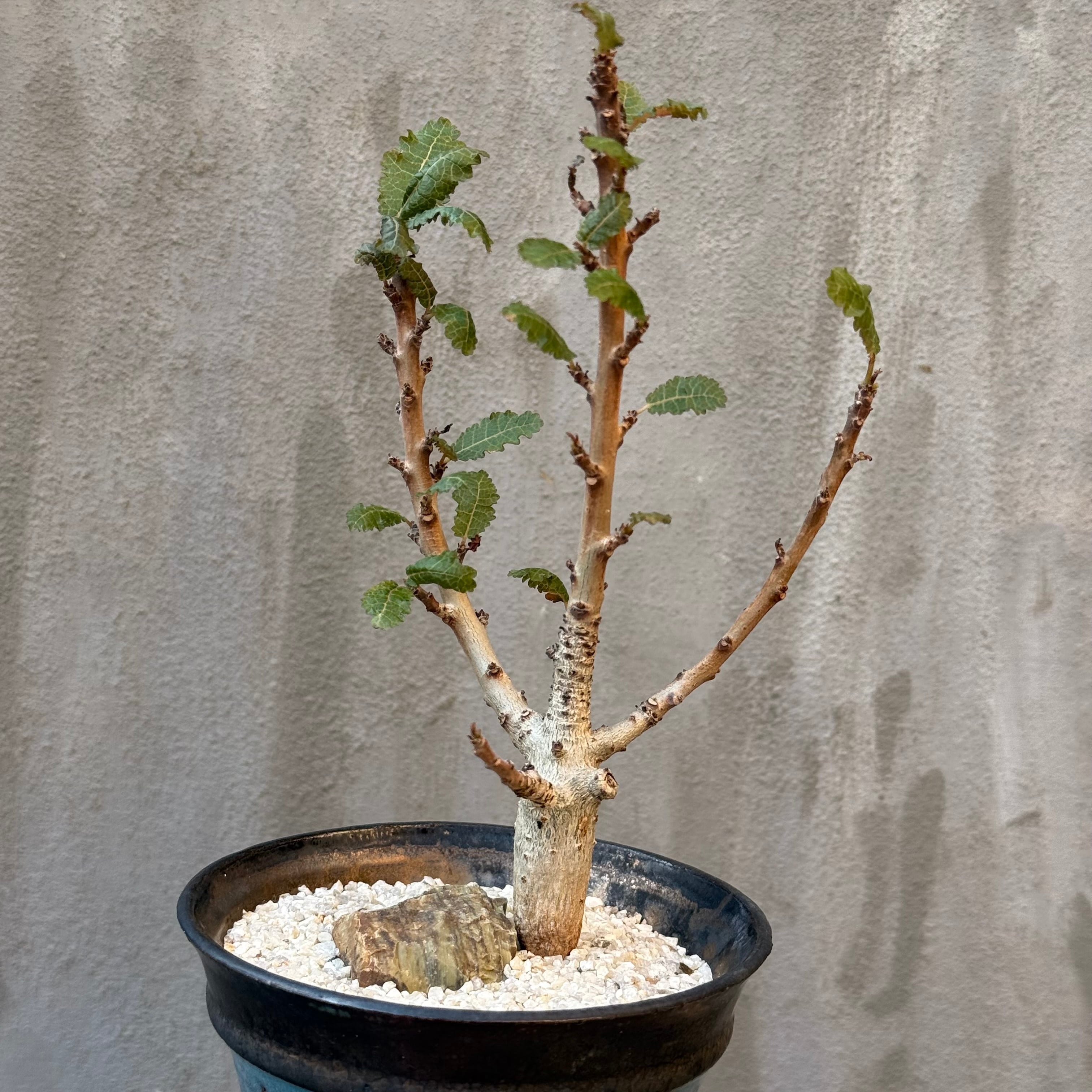 ボスウェリア ネグレクタ　発根済　信楽焼　陶器鉢付き 植物×鉢】ボスウェリア ナナ 実生株 × 陶器鉢 | A-PLANTS