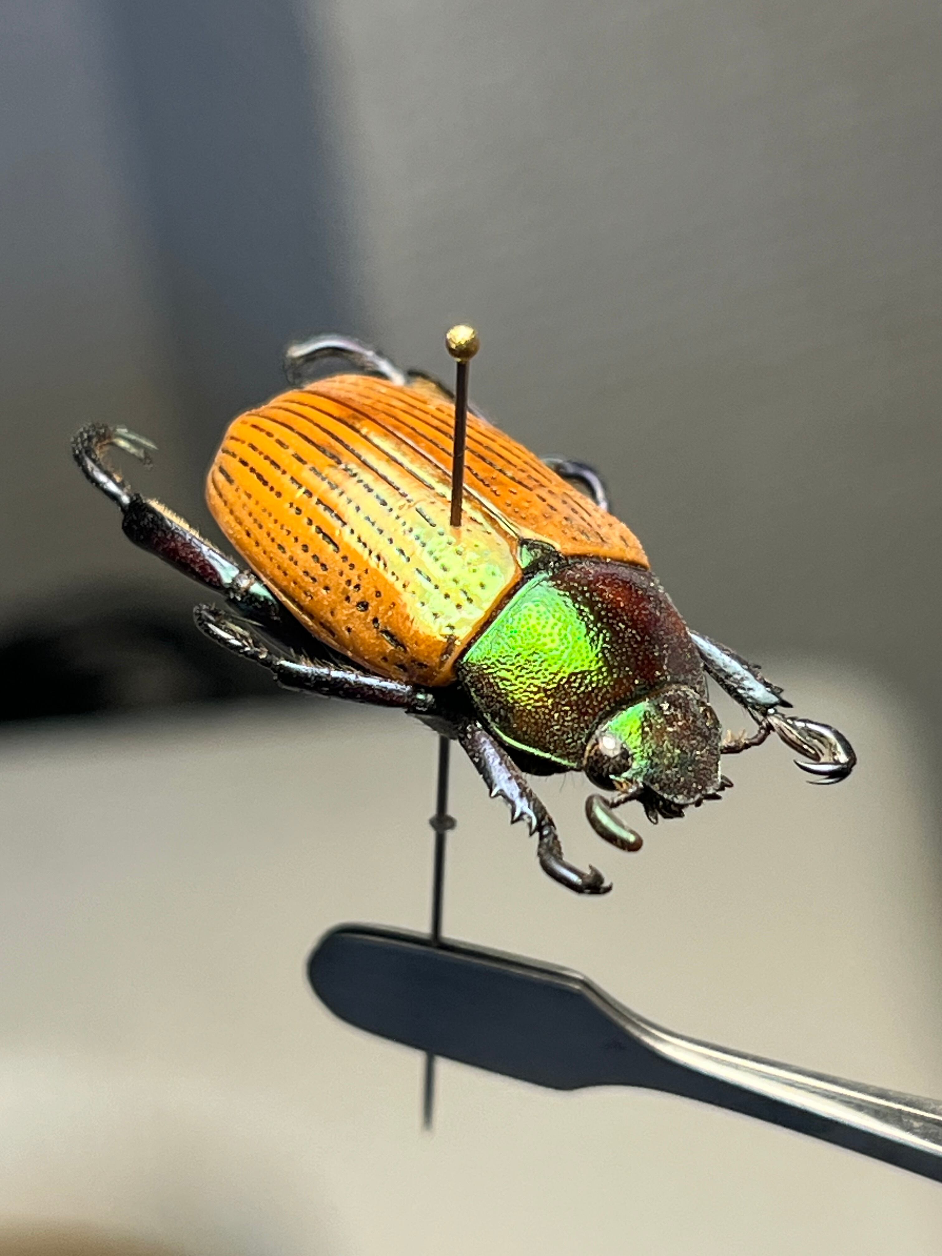 Pelidnota sanctijacobi プラチナコガネ 標本 Epichalcoplethis