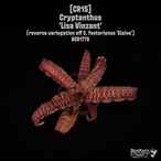 【送料無料】Cryptanthus 'Lisa Vinzant'〔クリプタンサス〕現品発送CR15