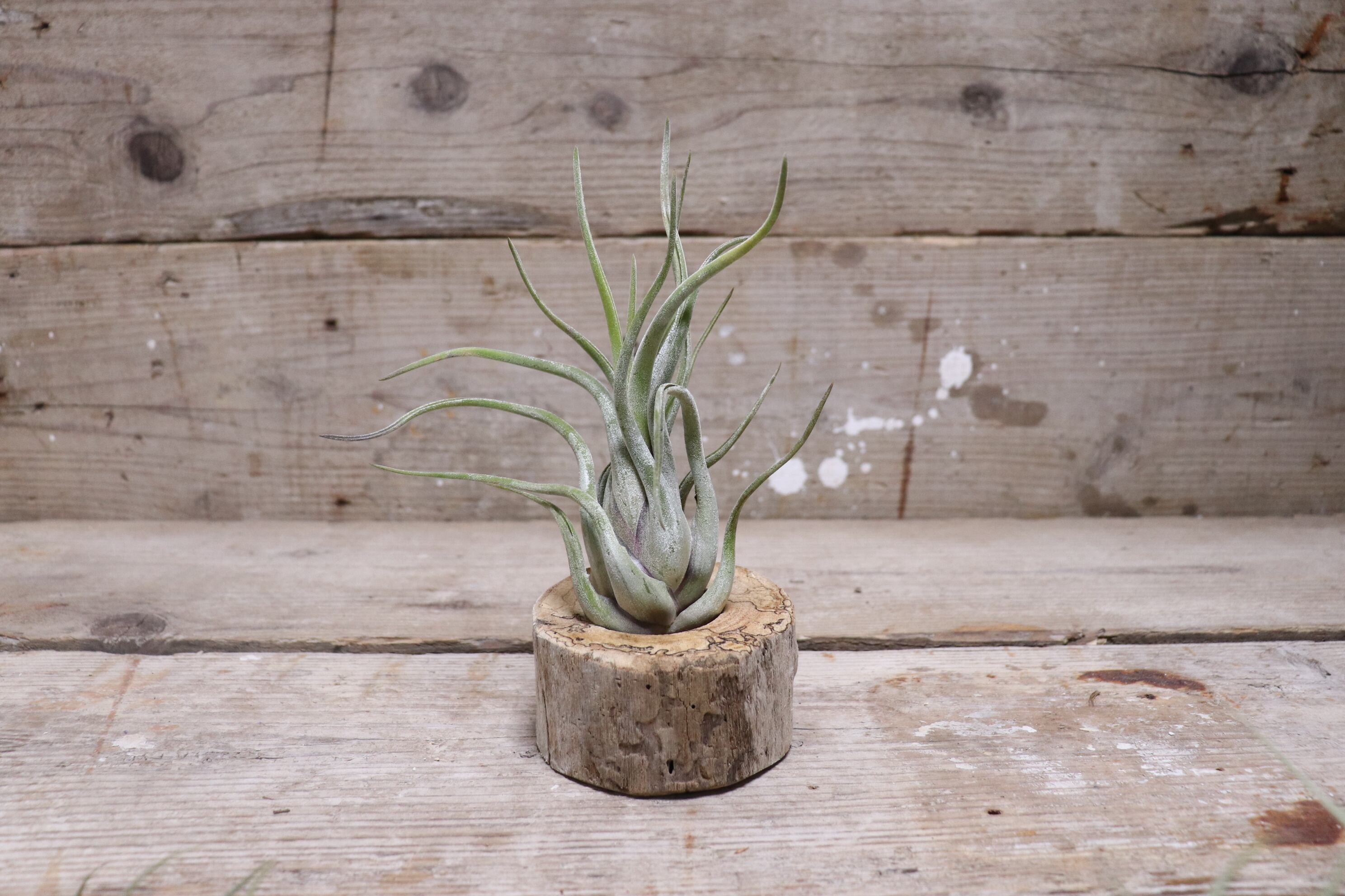 送料無料】カプトメデューサエXL 〔エアプランツ〕現品発送T0594 | Pay ID