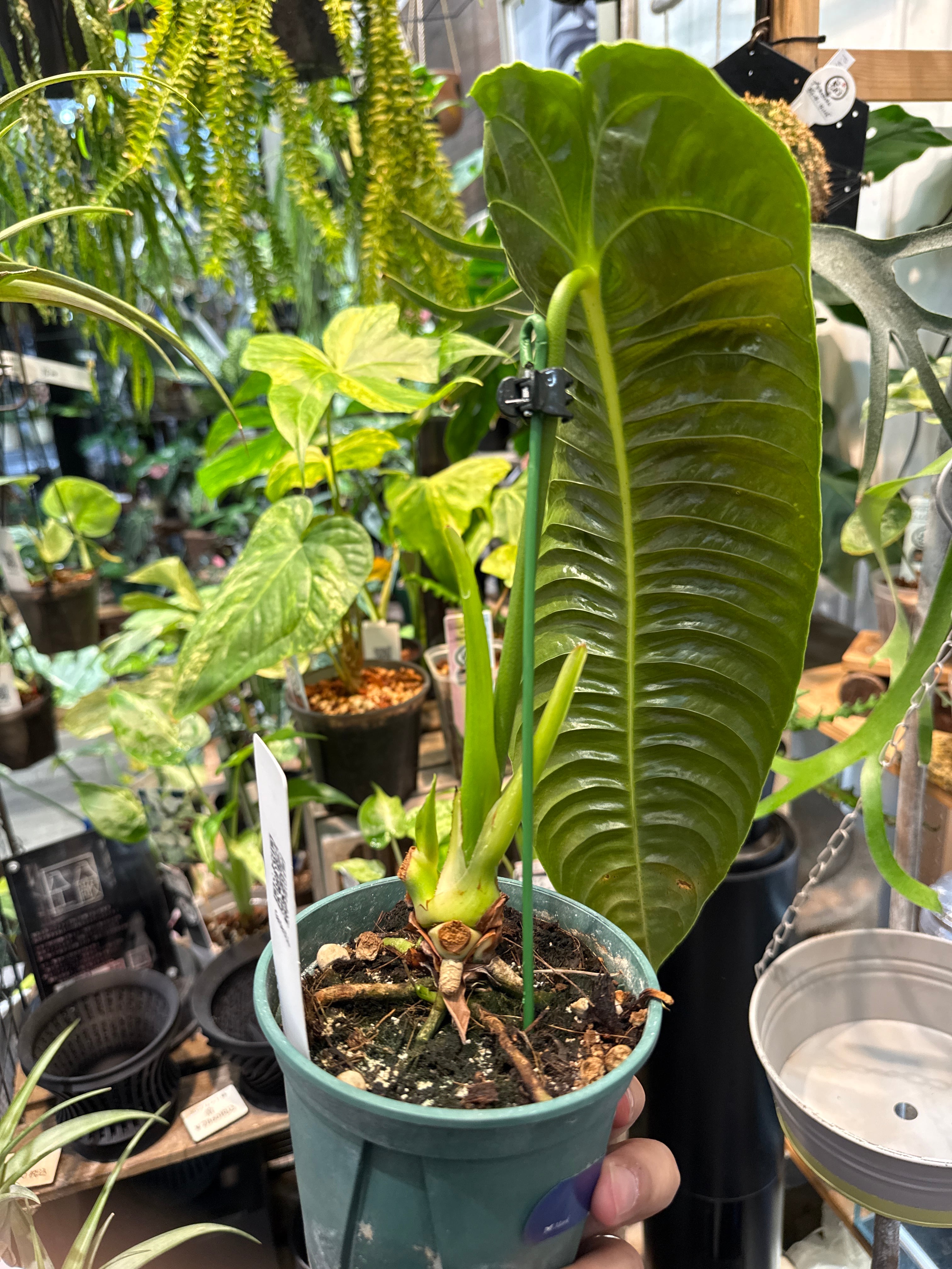 アンスリウム ベイチー 'narrow' | Gardenえん 【観葉熱帯植物】