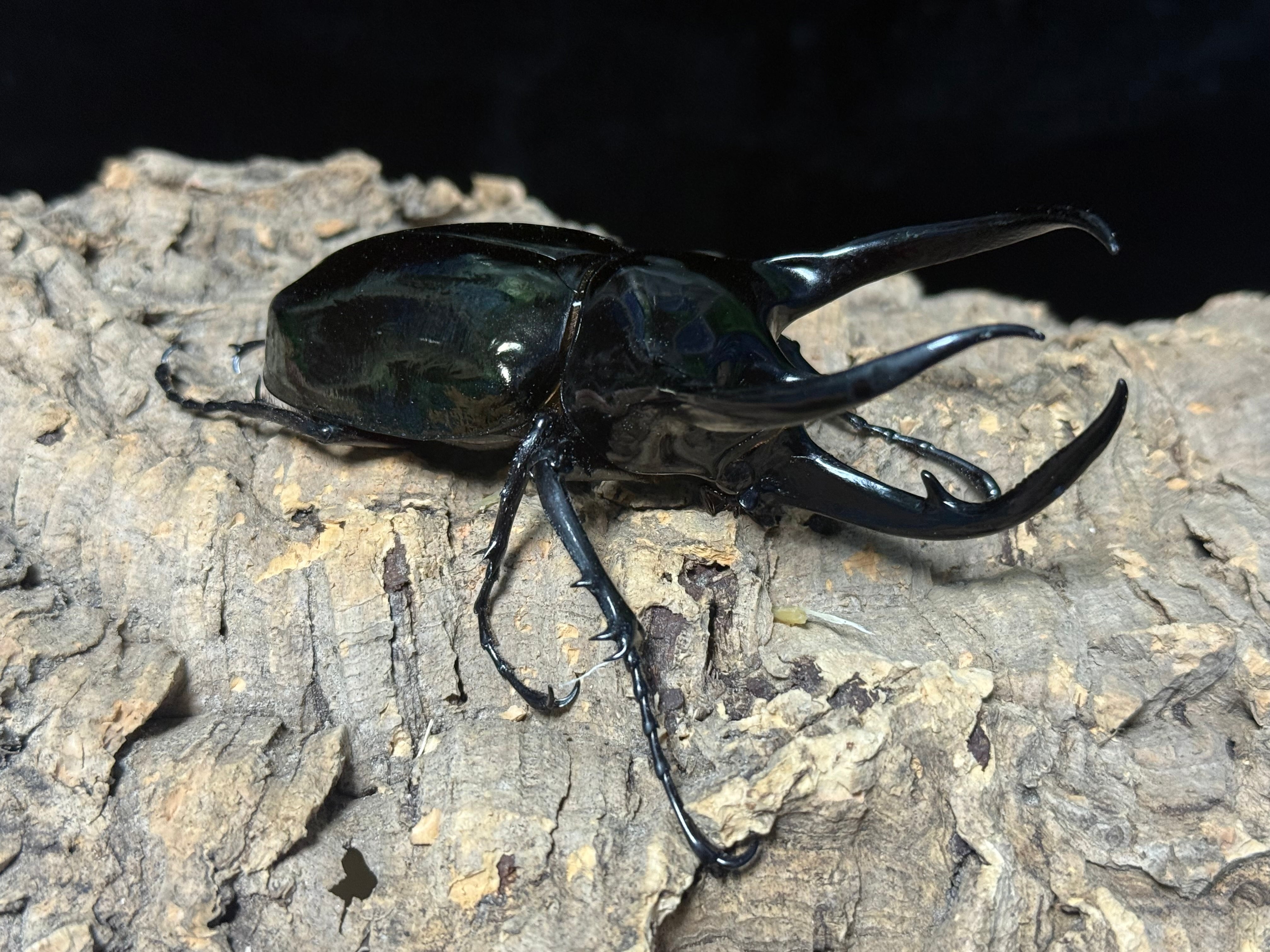 WD タイリクコーカサス ♂110mm ♀57mm ペア | BeetleHouse79