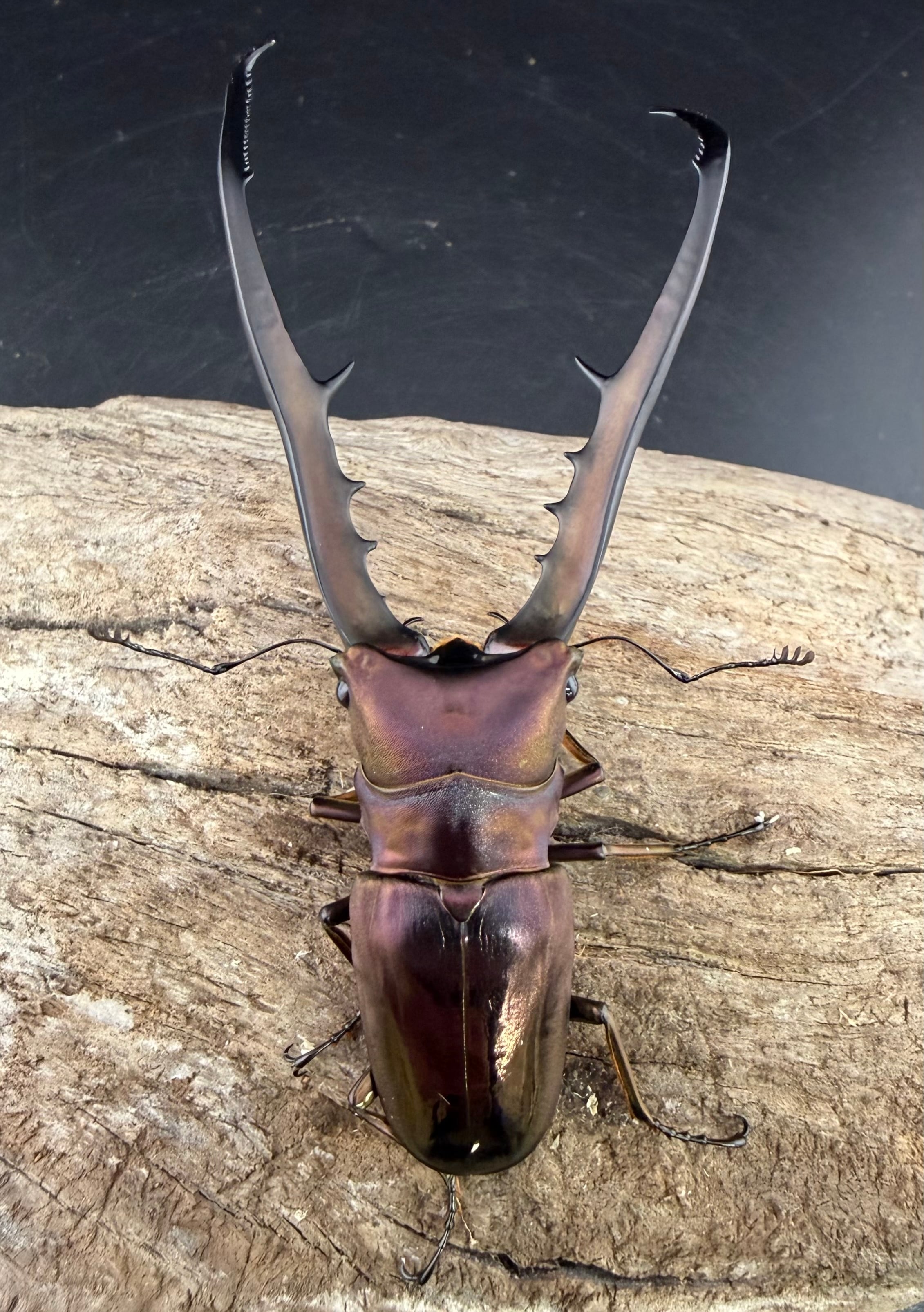 美麗】《メタリフェルホソアカクワガタ亜種フィナエ 86mm ペア