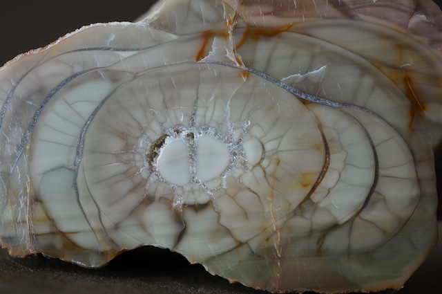 ロイヤルインペリアルジャスパー Royal Imperial Jasper 1965