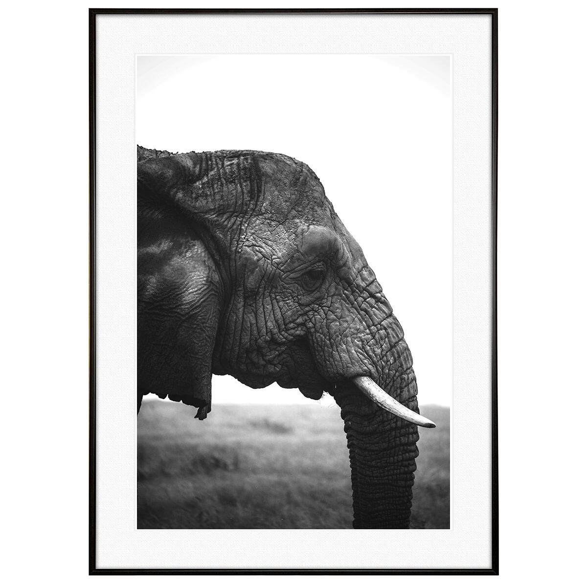 動物写真 象(ゾウ) インテリア モノクロアートポスター額装 AS3324