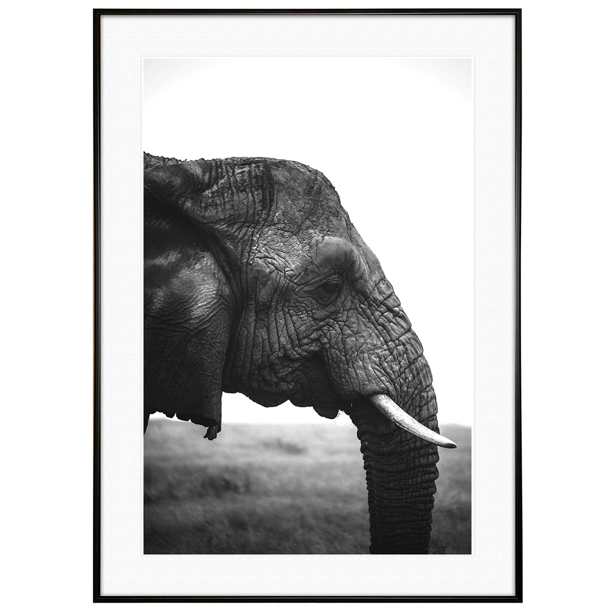 動物写真 象(ゾウ) インテリア モノクロアートポスター額装 AS3324 