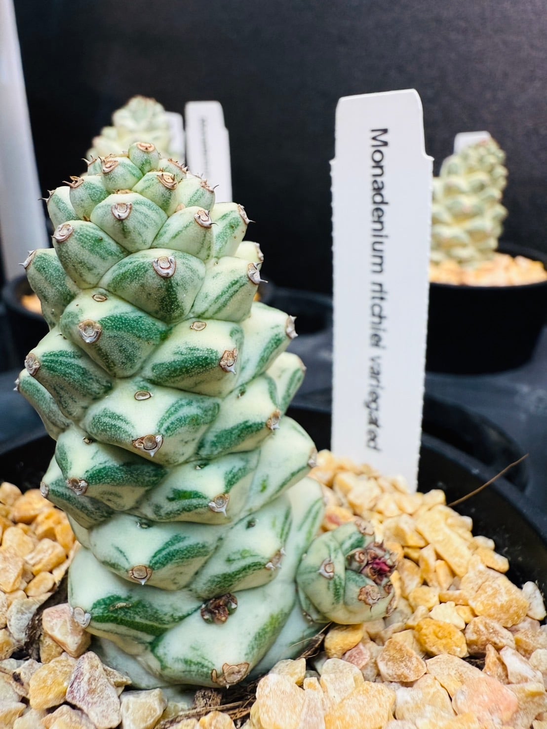 モナデニウム リチェイ錦 多肉植物 3.5号 | 観葉植物と雑貨のお店