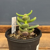 ケラリア　ピグマエア【535】